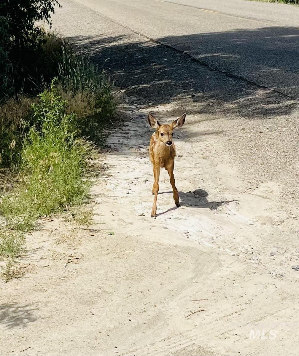 830 Snively Gulch Rd, Adrian, Oregon 97901, Farm & Ranch For Sale, Price $1,300,000,MLS 98956991