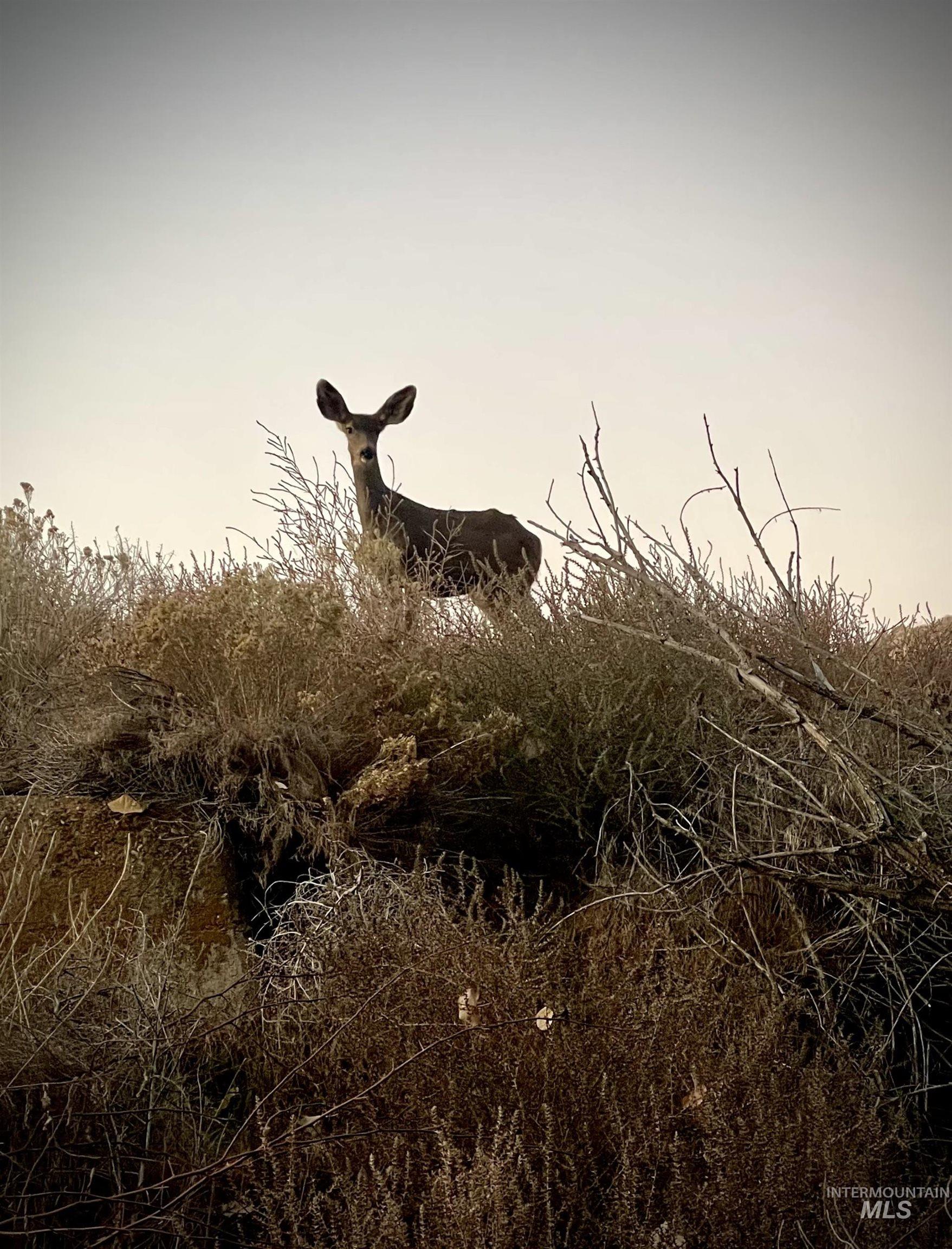 830 Snively Gulch Rd, Adrian, Oregon 97901, Farm & Ranch For Sale, Price $1,300,000,MLS 98956991