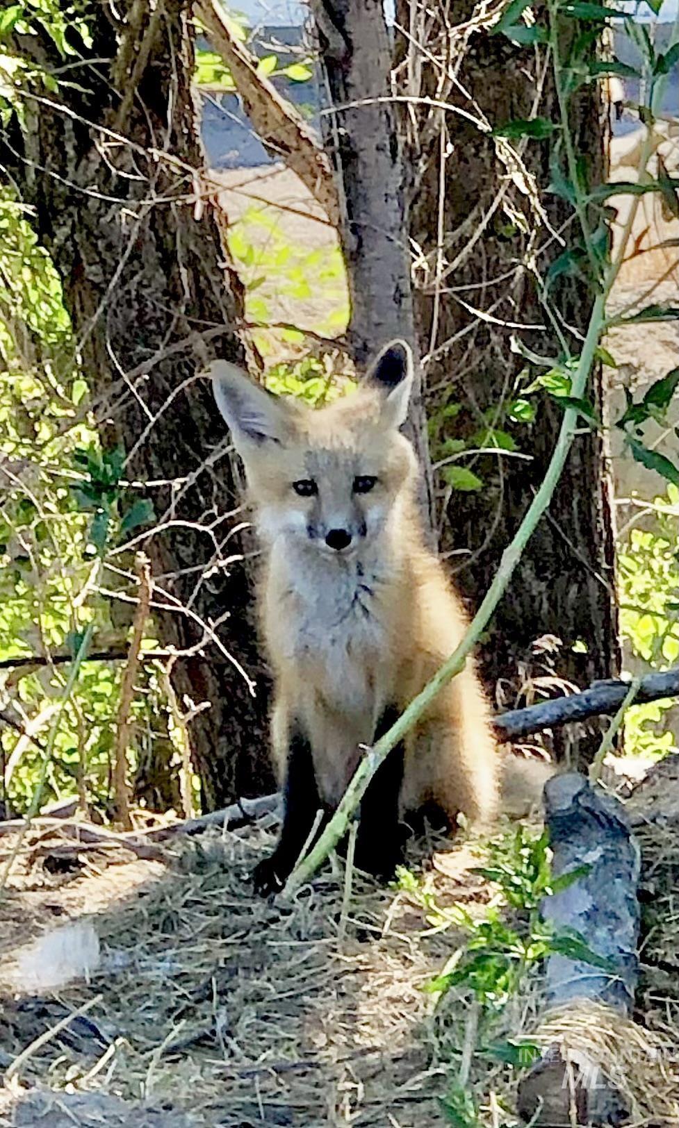 TBD Snively Gulch Rd, Adrian, Oregon 97901, Land For Sale, Price $250,000,MLS 98956992