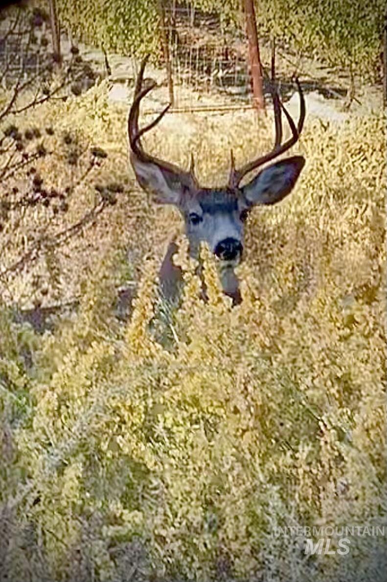 TBD Snively Gulch Rd, Adrian, Oregon 97901, Land For Sale, Price $250,000,MLS 98956992