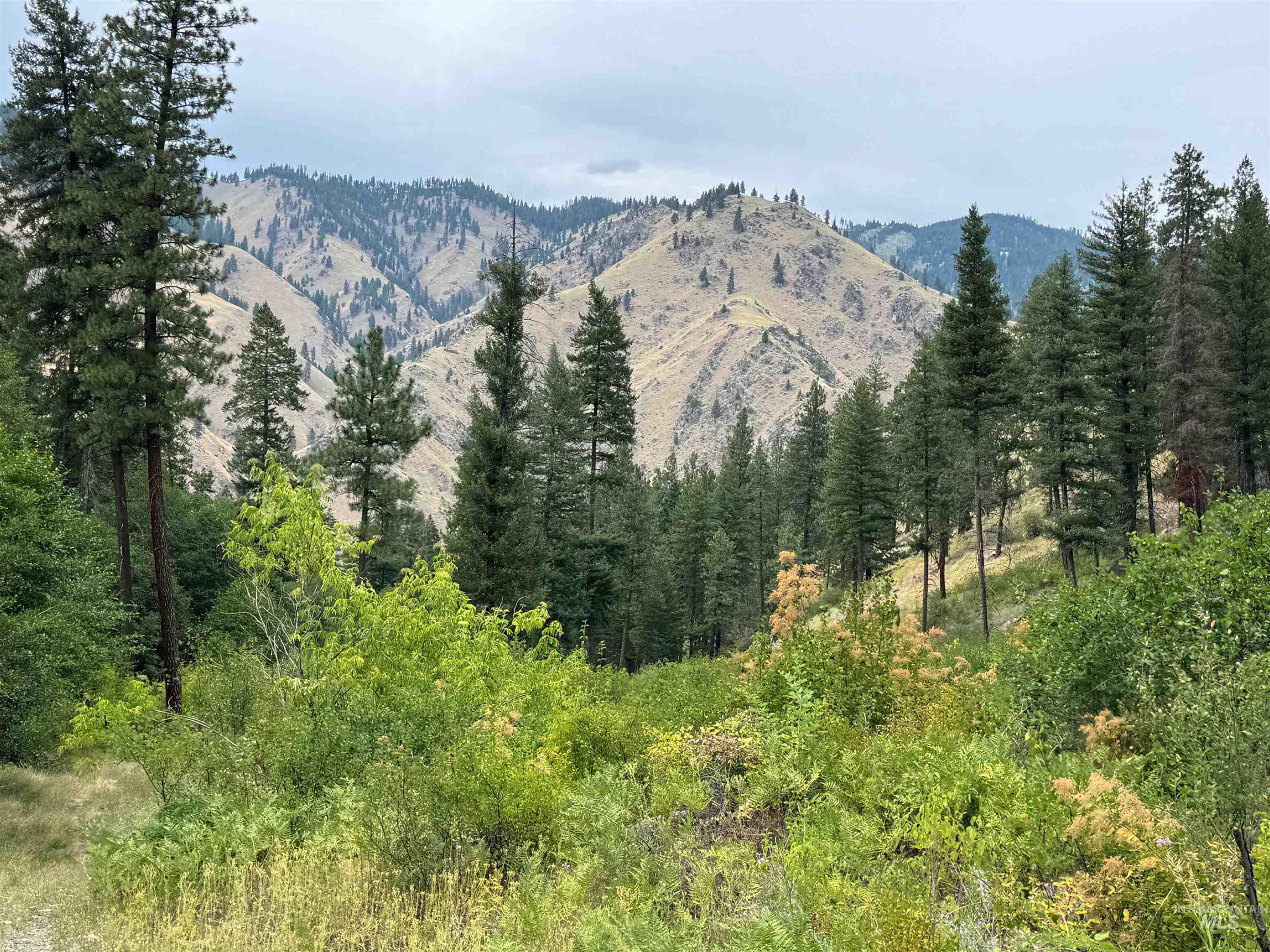 TBD NF Road 310, Riggins, Idaho 83549, Land For Sale, Price $1,000,000, 98957612