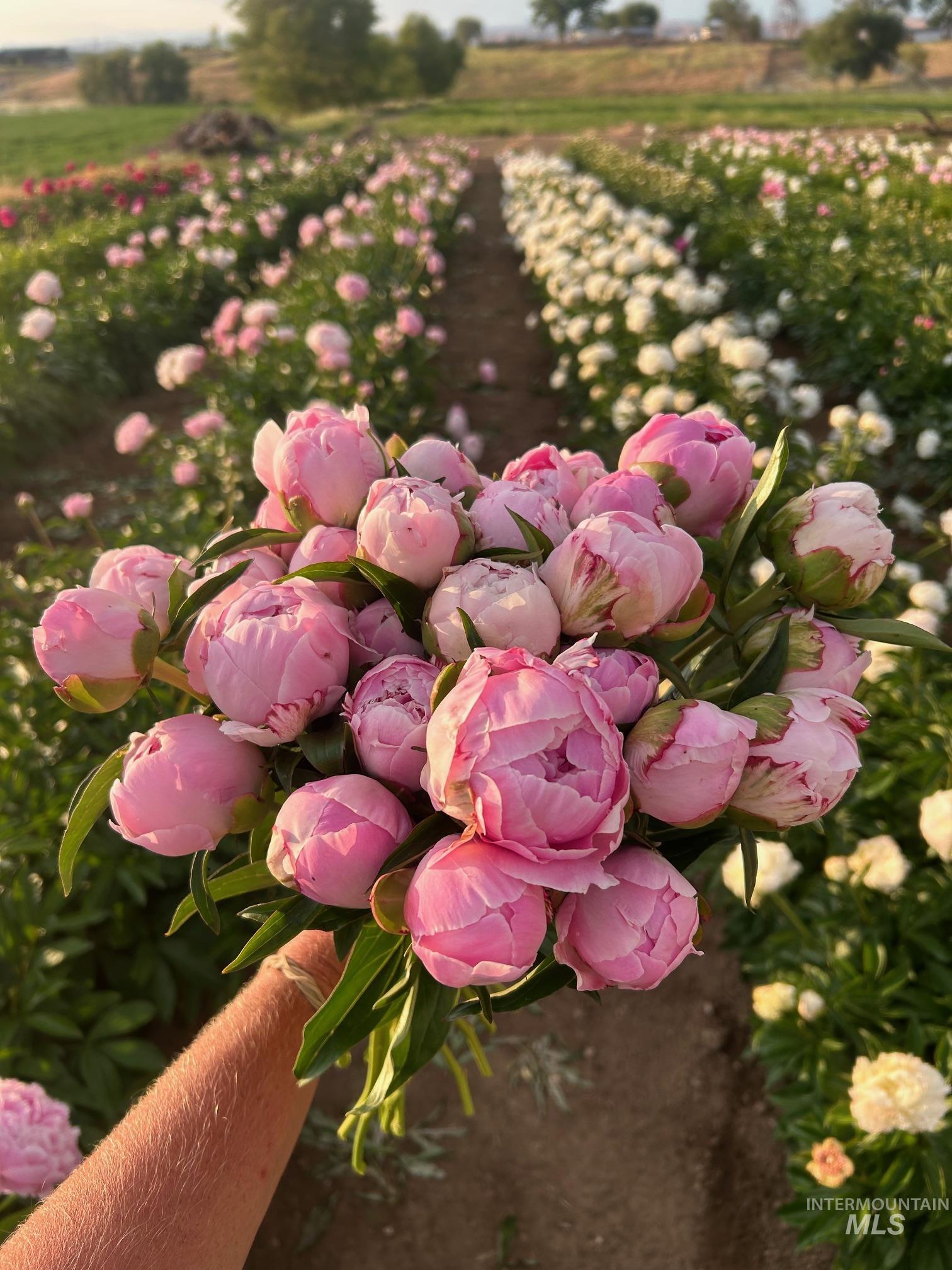 5940 SE 4th Ave, New Plymouth, Idaho 83655, 3 Bedrooms, 2 Bathrooms, Residential For Sale, Price $1,175,000,MLS 98957831