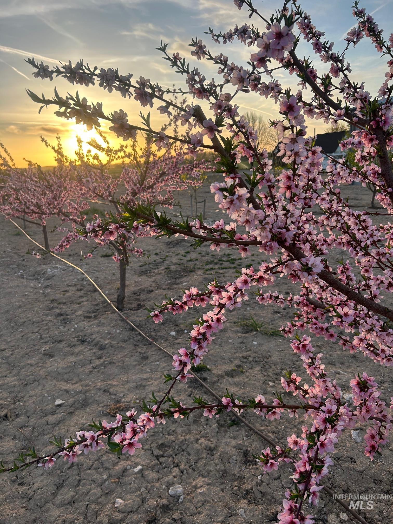 5940 SE 4th Ave, New Plymouth, Idaho 83655, 3 Bedrooms, 2 Bathrooms, Farm & Ranch For Sale, Price $1,175,000,MLS 98960712