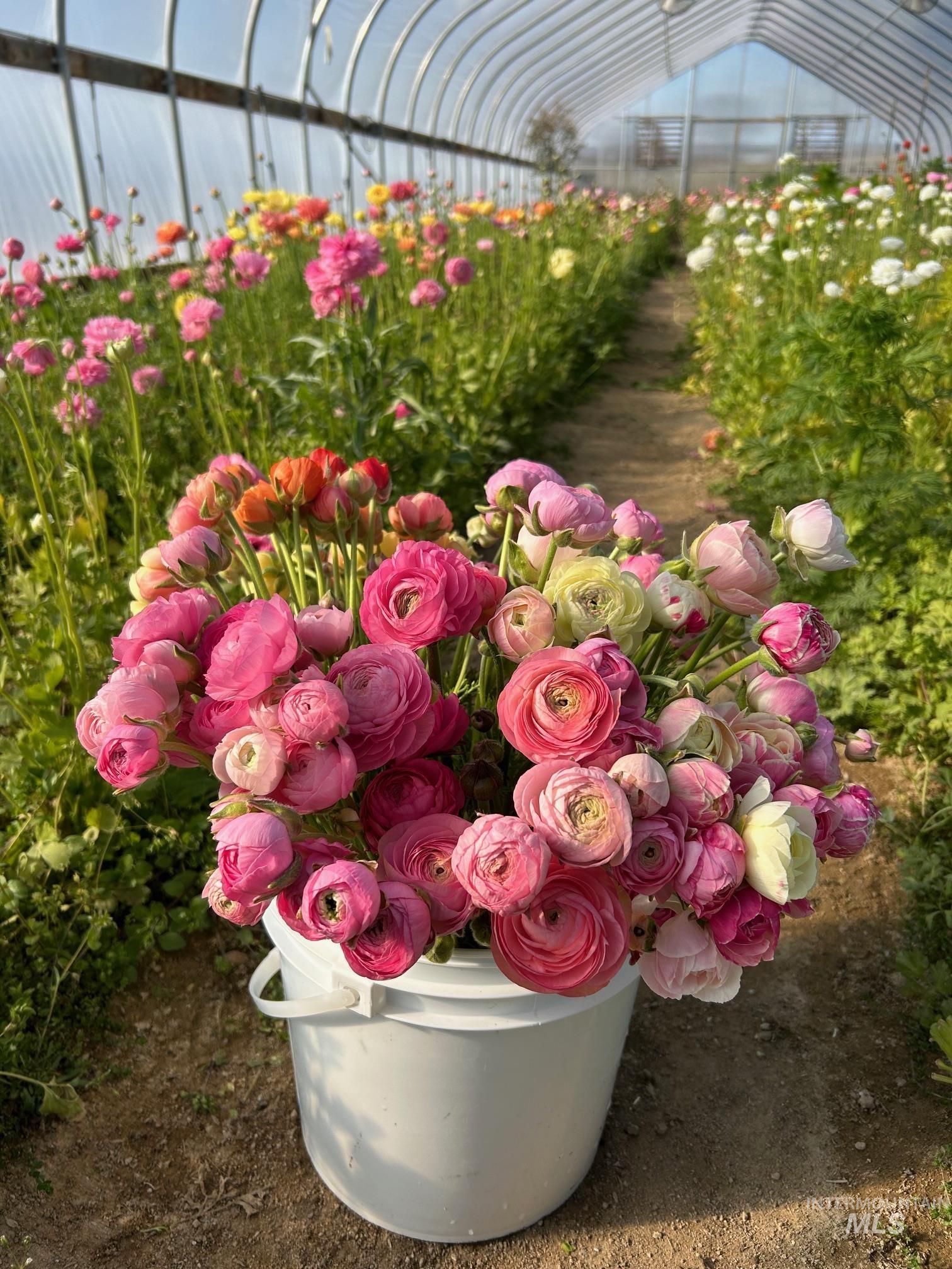 5940 SE 4th Ave, New Plymouth, Idaho 83655, 3 Bedrooms, 2 Bathrooms, Farm & Ranch For Sale, Price $1,175,000,MLS 98960712