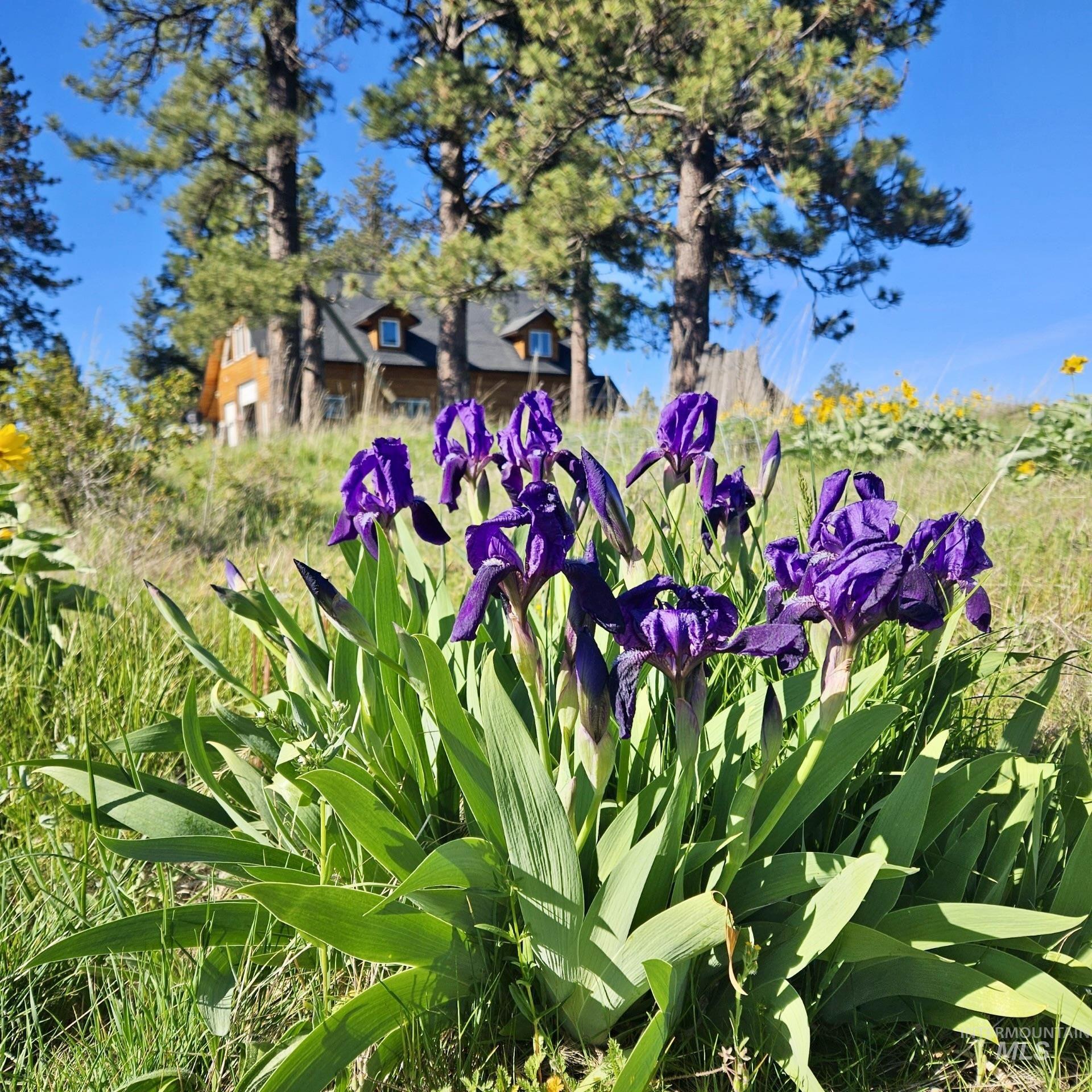 929 Mt. Idaho Grade Rd, Grangeville, Idaho 83530, 4 Bedrooms, 2 Bathrooms, Residential For Sale, Price $885,000, 98961614