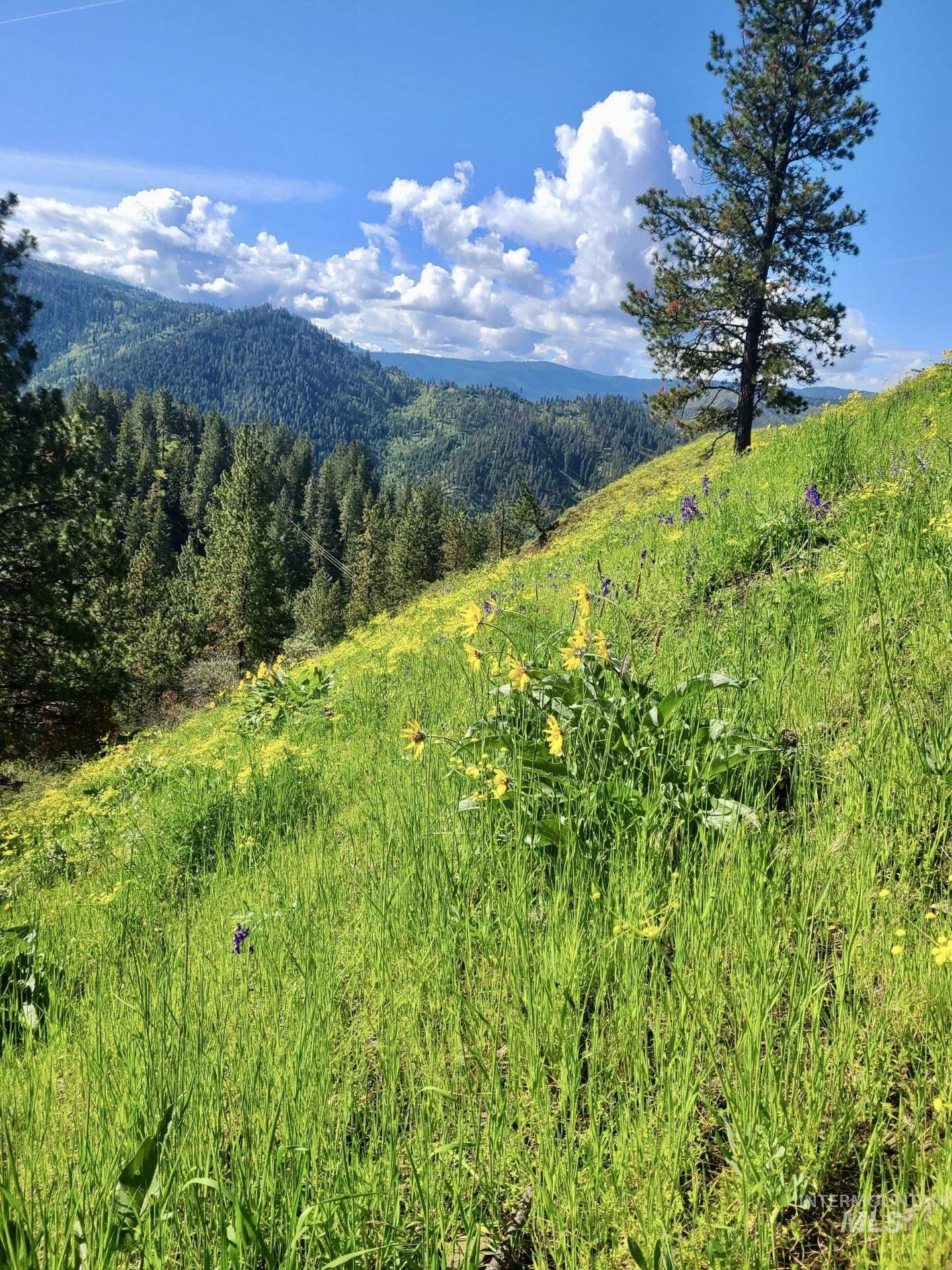 929 Mt. Idaho Grade Rd, Grangeville, Idaho 83530, 4 Bedrooms, 2 Bathrooms, Residential For Sale, Price $885,000, 98961614
