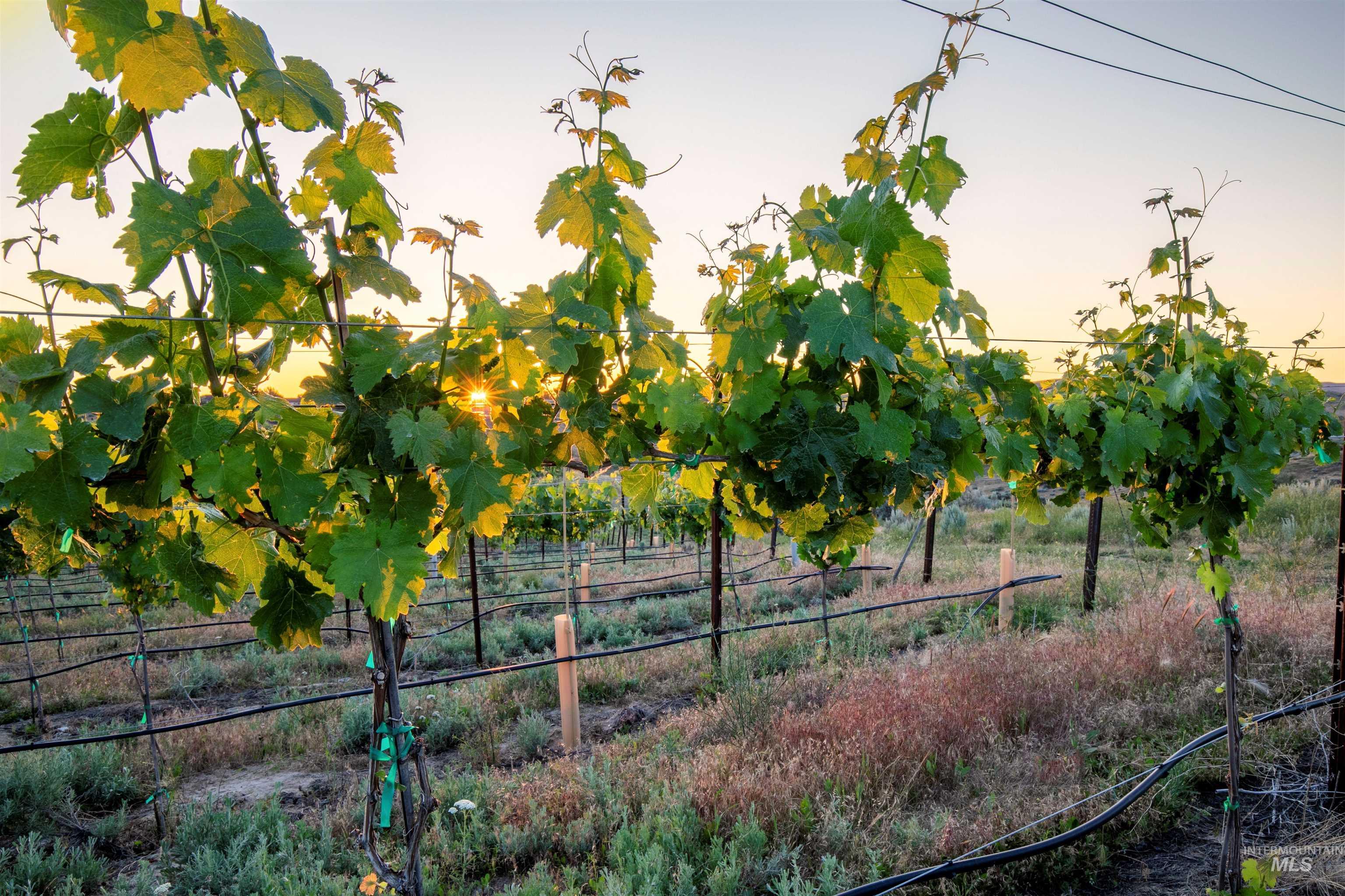 View of local wilderness
