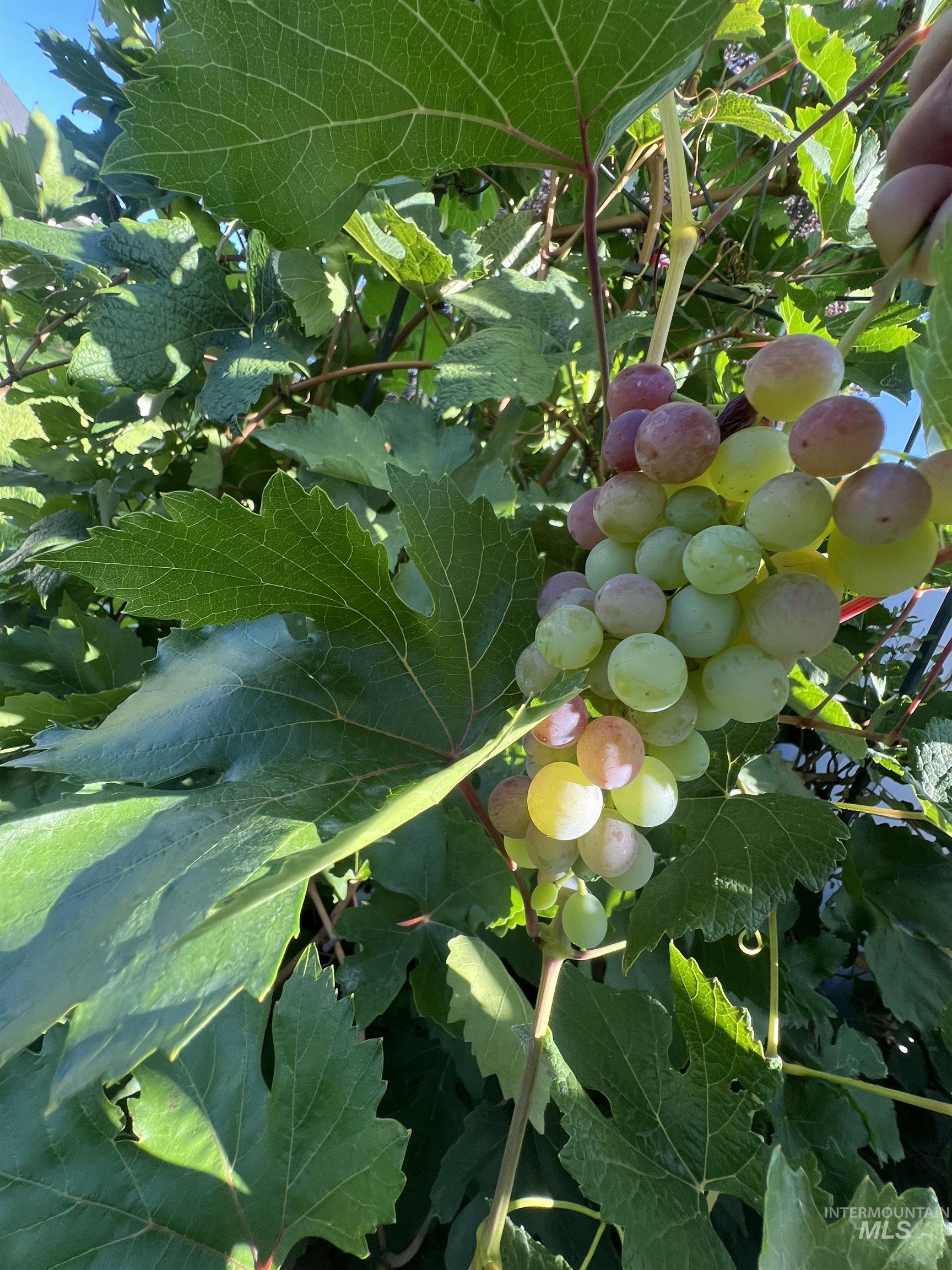 1442 Stonecrest Court, Twin Falls, Idaho 83301, 4 Bedrooms, 3 Bathrooms, Residential For Sale, Price $524,900,MLS 98962821