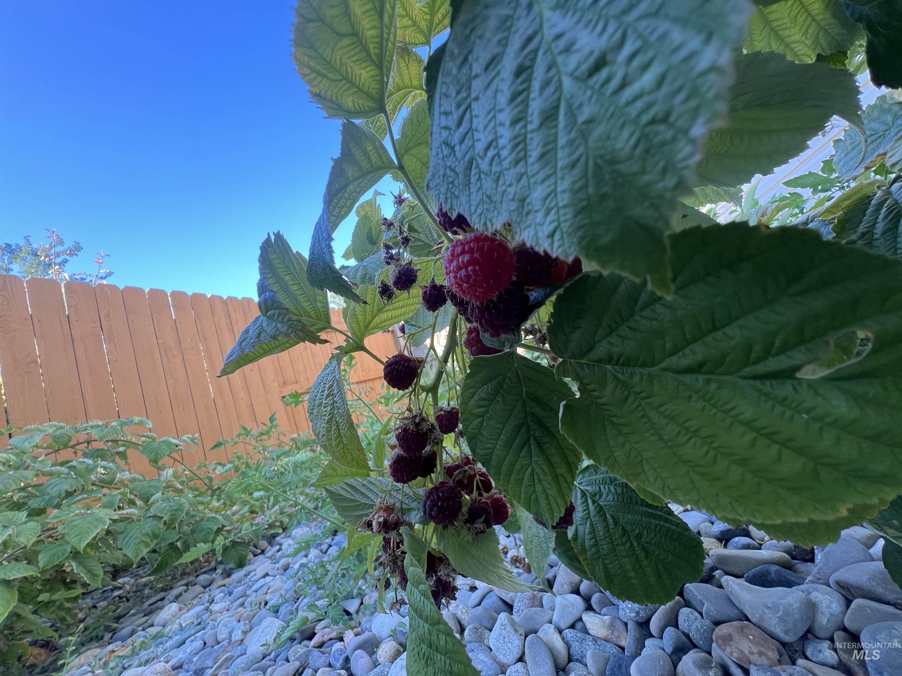 1442 Stonecrest Court, Twin Falls, Idaho 83301, 4 Bedrooms, 3 Bathrooms, Residential For Sale, Price $524,900,MLS 98962821