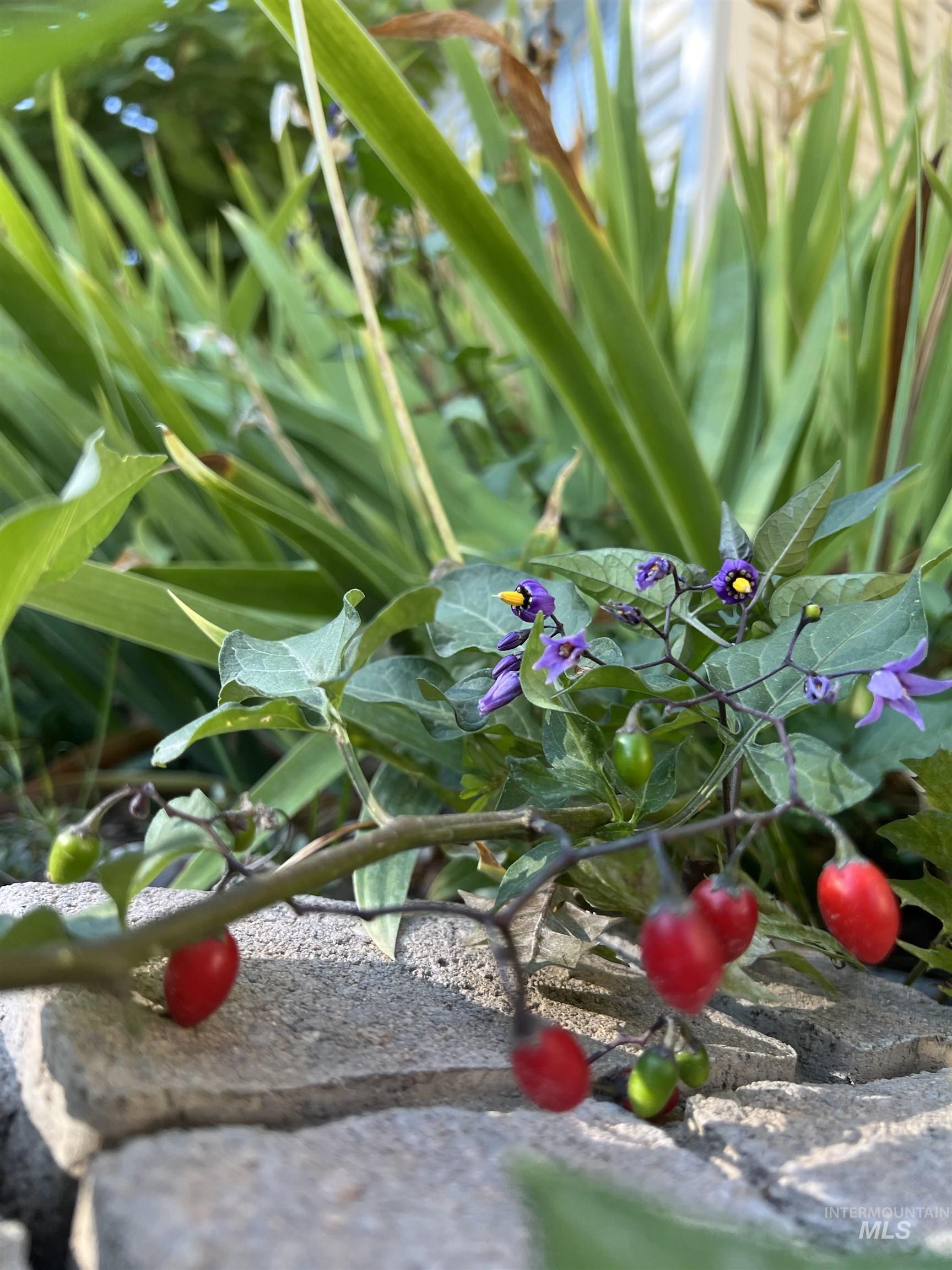 1442 Stonecrest Court, Twin Falls, Idaho 83301, 4 Bedrooms, 3 Bathrooms, Residential For Sale, Price $524,900,MLS 98962821