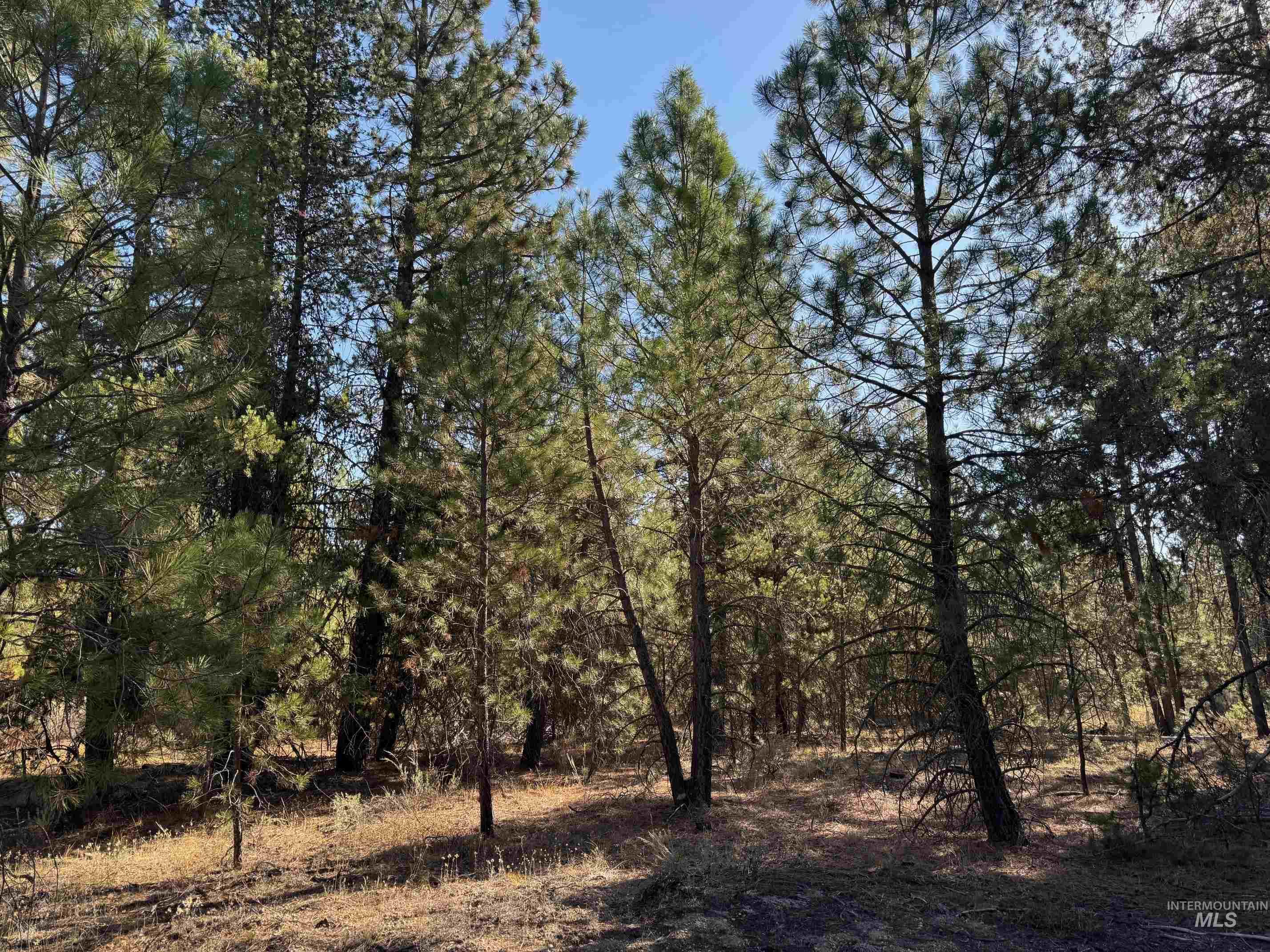 13 Cassia Ct, McCall, Idaho 83638, Land For Sale, Price $245,000,MLS 98963267