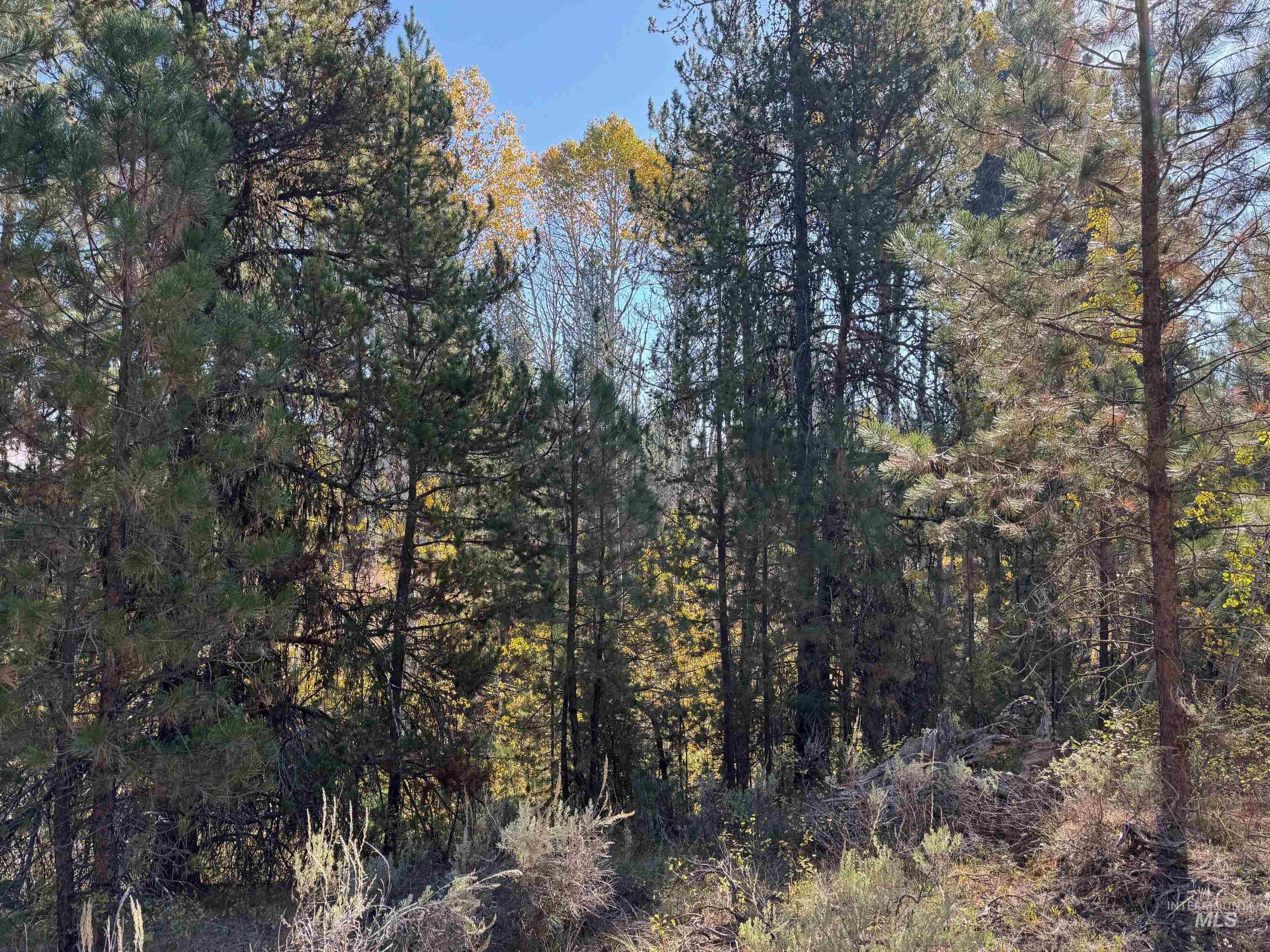 13 Cassia Ct, McCall, Idaho 83638, Land For Sale, Price $245,000,MLS 98963267