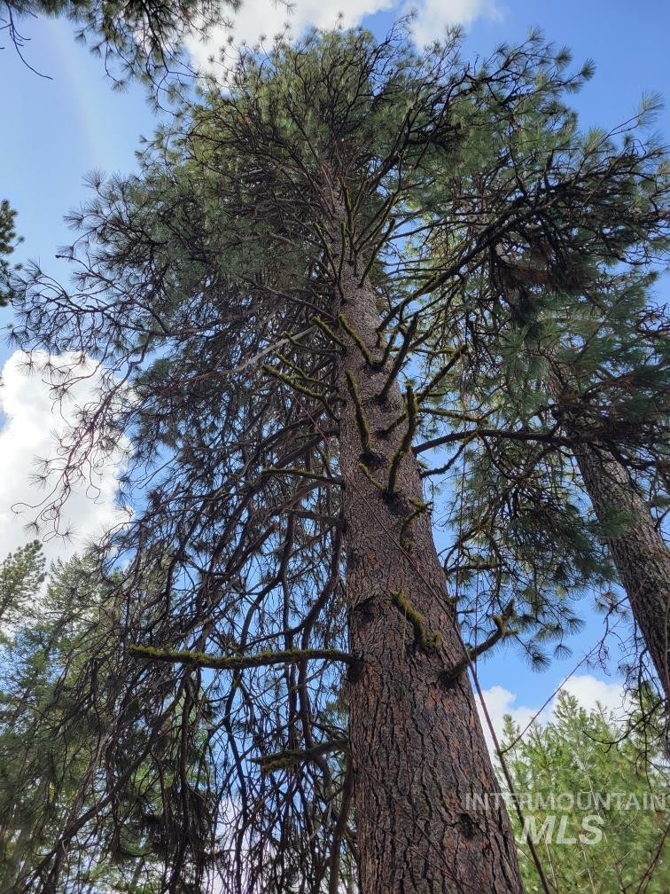 TBD Peaceful Pines Rd Lot 13, Council, Idaho 83612, Land For Sale, Price $235,000, 98963820
