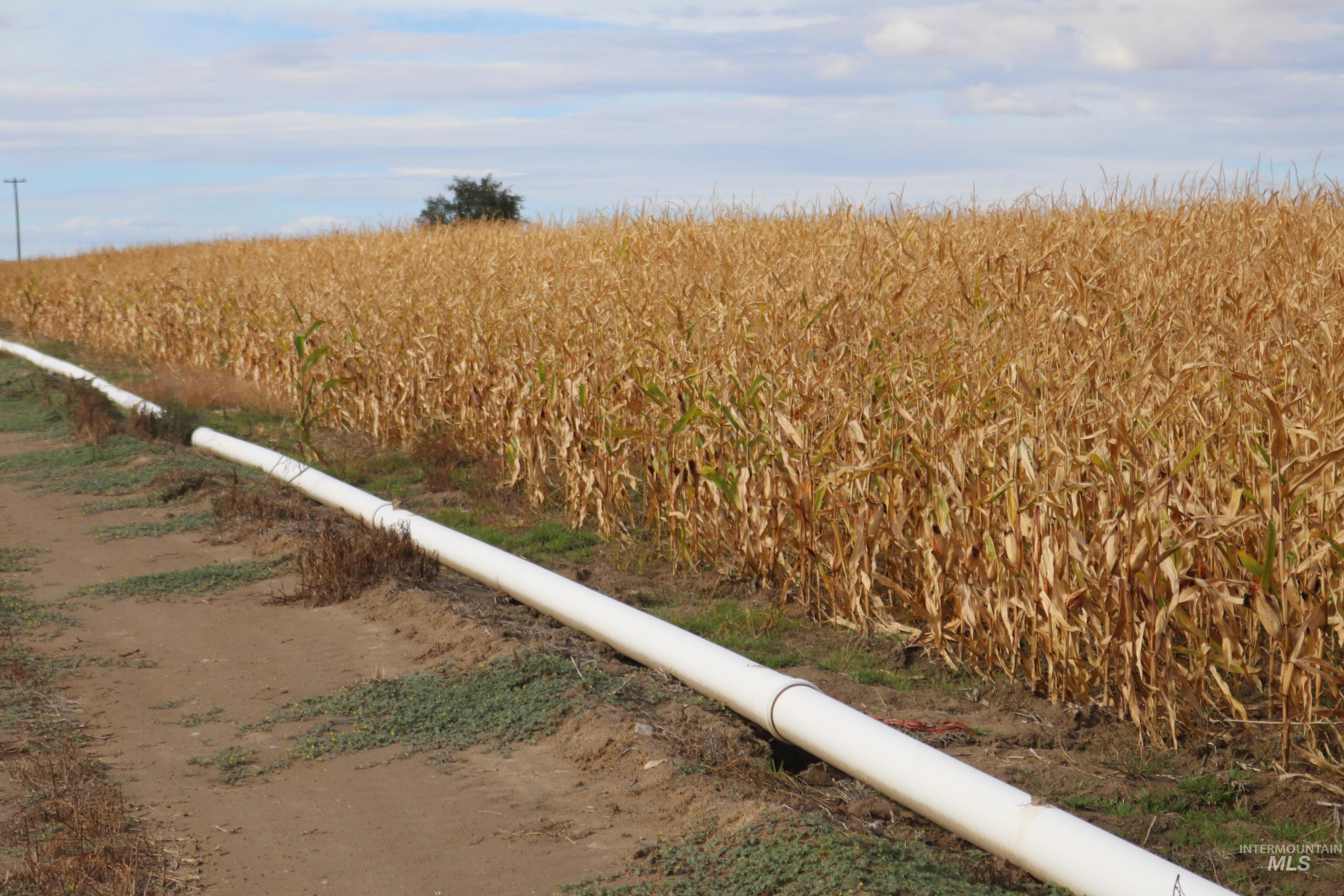 4465 Oak Road, Ontario, Oregon 97914, 4 Bedrooms, 2 Bathrooms, Farm & Ranch For Sale, Price $1,MLS 98964332