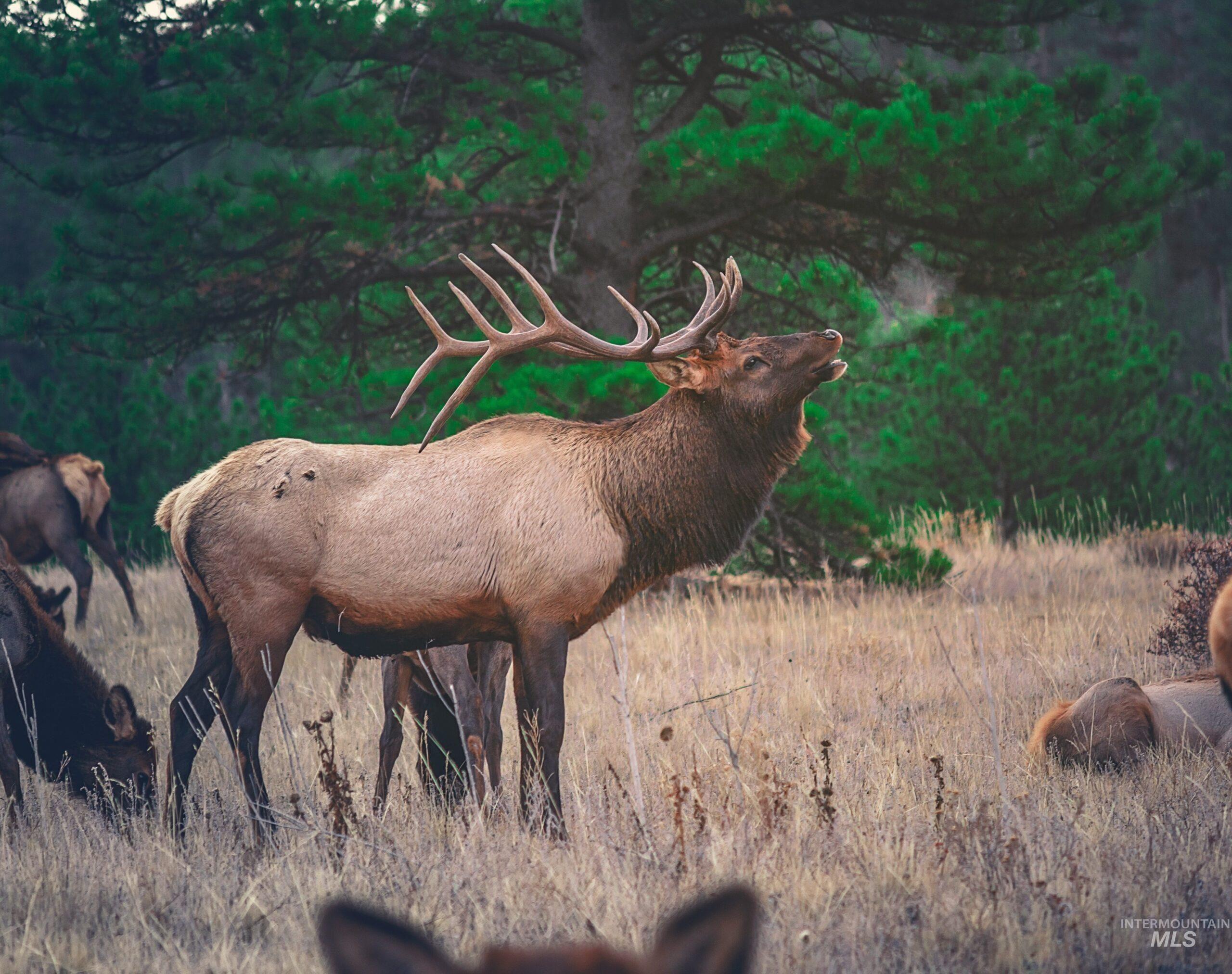 TBD TBD, CottonWood, Idaho 83522, 2 Bedrooms, 2 Bathrooms, Farm & Ranch For Sale, Price $33,000,000,MLS 98964662