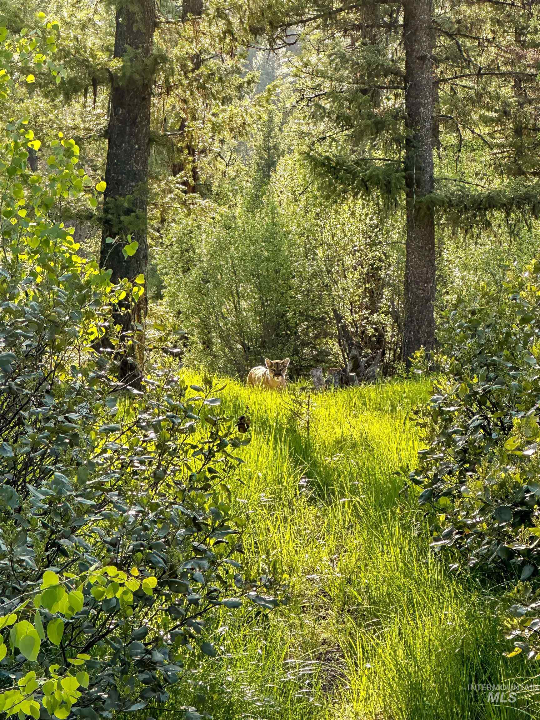 201 Tripod View, Cascade, Idaho 83611, Land For Sale, Price $499,000,MLS 98964686