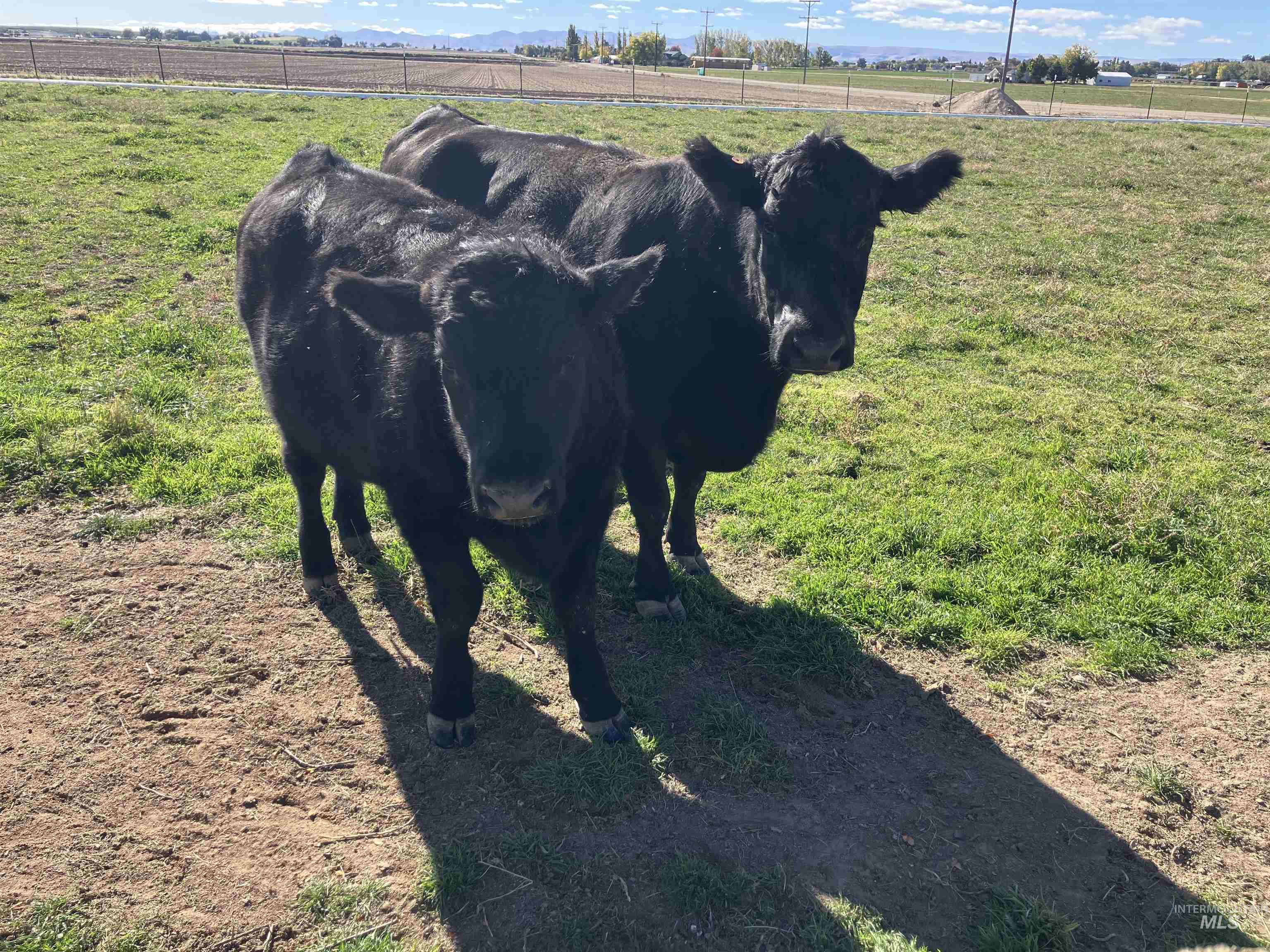 17530 Beet Rd., Caldwell, Idaho 83607, 4 Bedrooms, 2 Bathrooms, Residential For Sale, Price $734,900,MLS 98965289