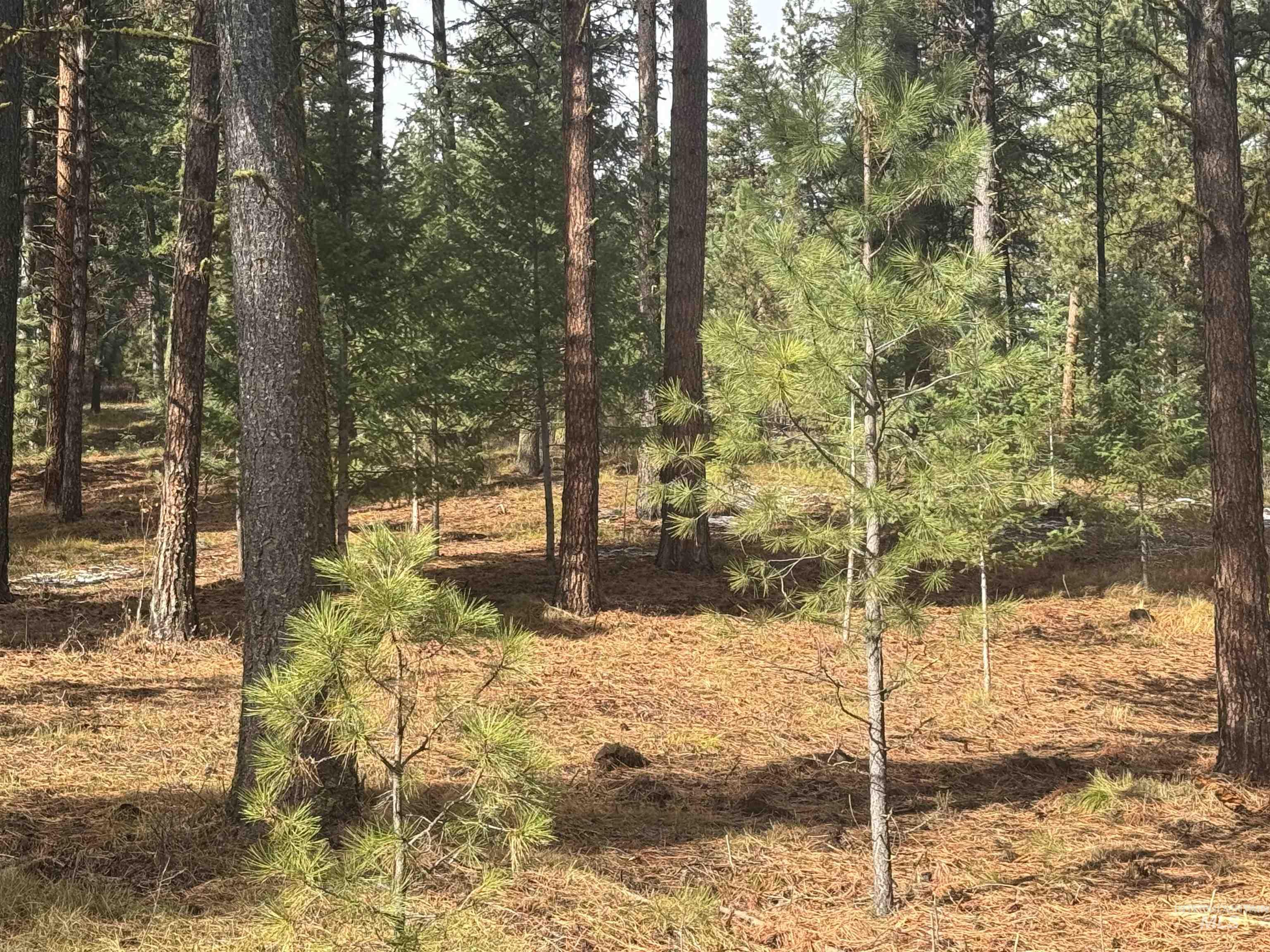 TBD Sorrel Dr, New Meadows, Idaho 83654, Land For Sale, Price $80,000,MLS 98965869