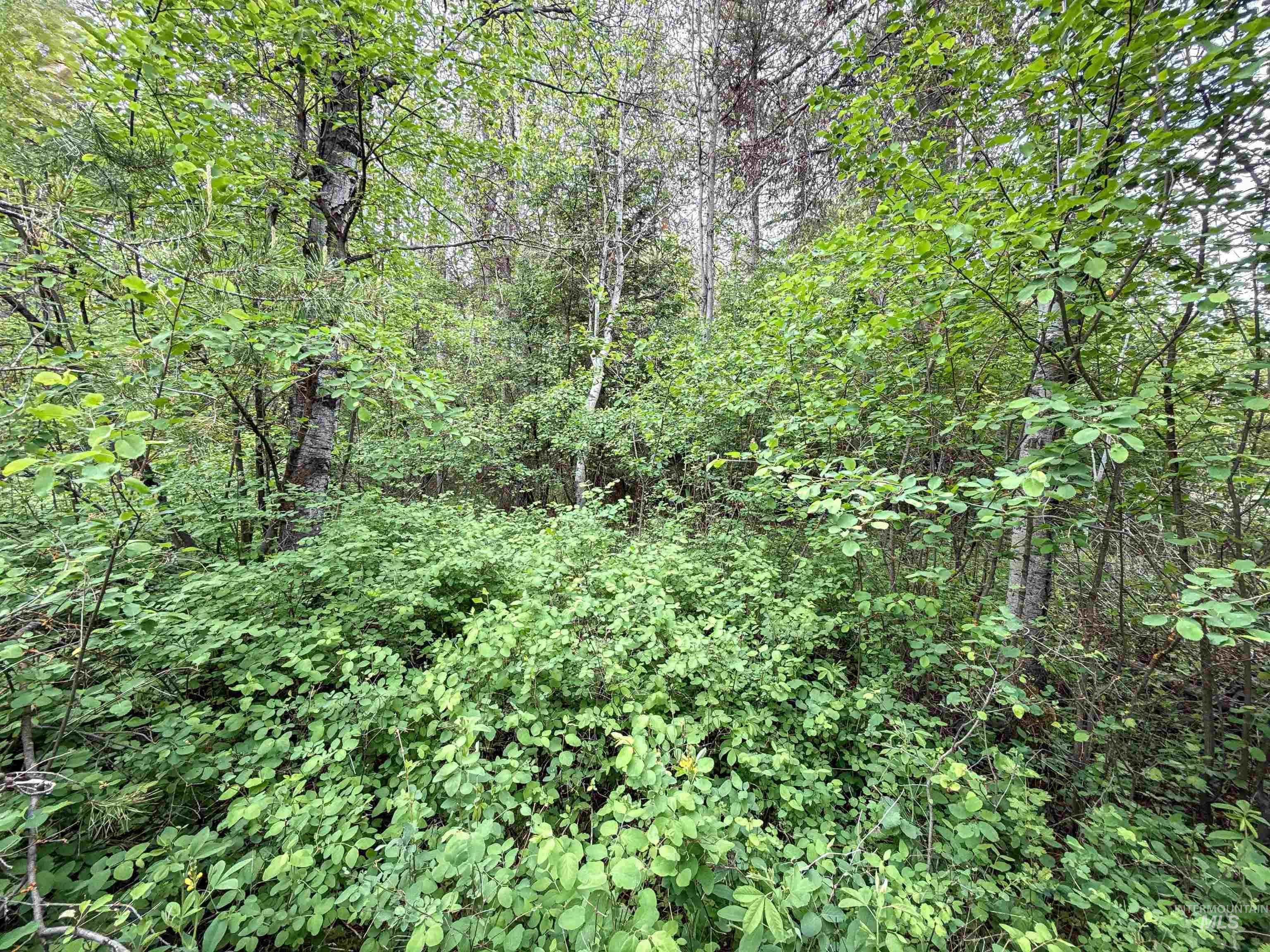 118 Westwind Ln, Donnelly, Idaho 83615, Land For Sale, Price $169,000,MLS 98967094