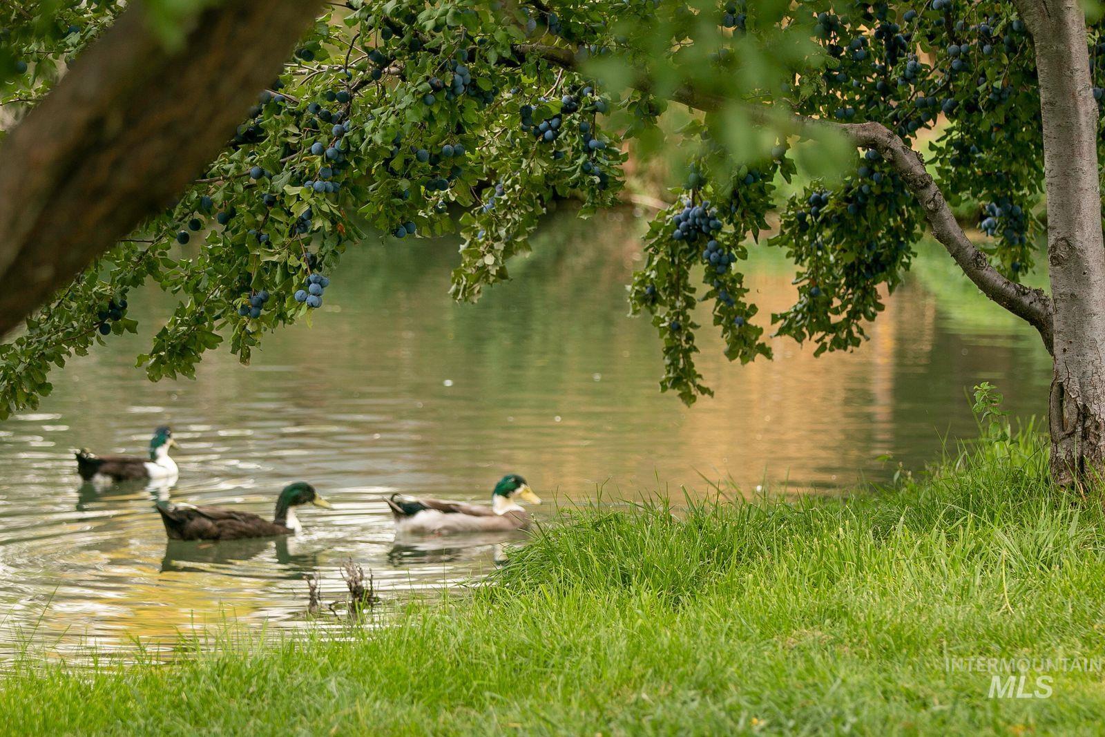 4799 A RIVER ROAD, Buhl, Idaho 83316, 11 Bedrooms, 10 Bathrooms, Farm & Ranch For Sale, Price $5,800,000, 98967145