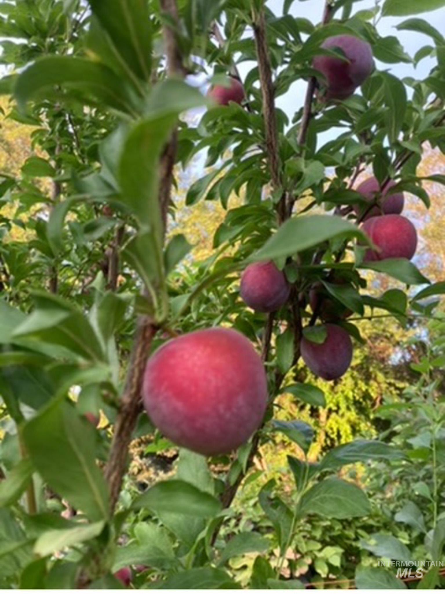 2676 S Velvet Falls Way, Meridian, Idaho 83642, 5 Bedrooms, 3 Bathrooms, Residential For Sale, Price $759,900,MLS 98967195