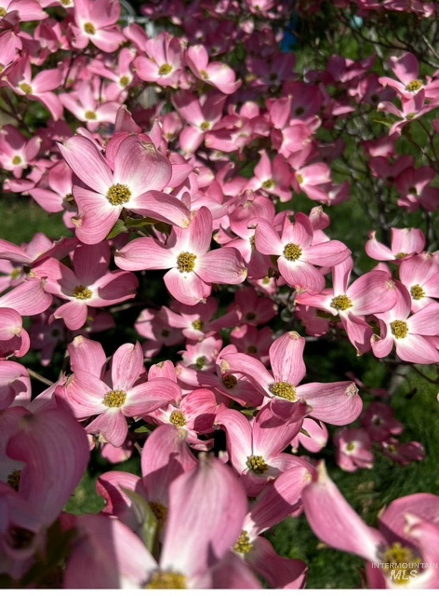 2676 S Velvet Falls Way, Meridian, Idaho 83642, 5 Bedrooms, 3 Bathrooms, Residential For Sale, Price $759,900,MLS 98967195