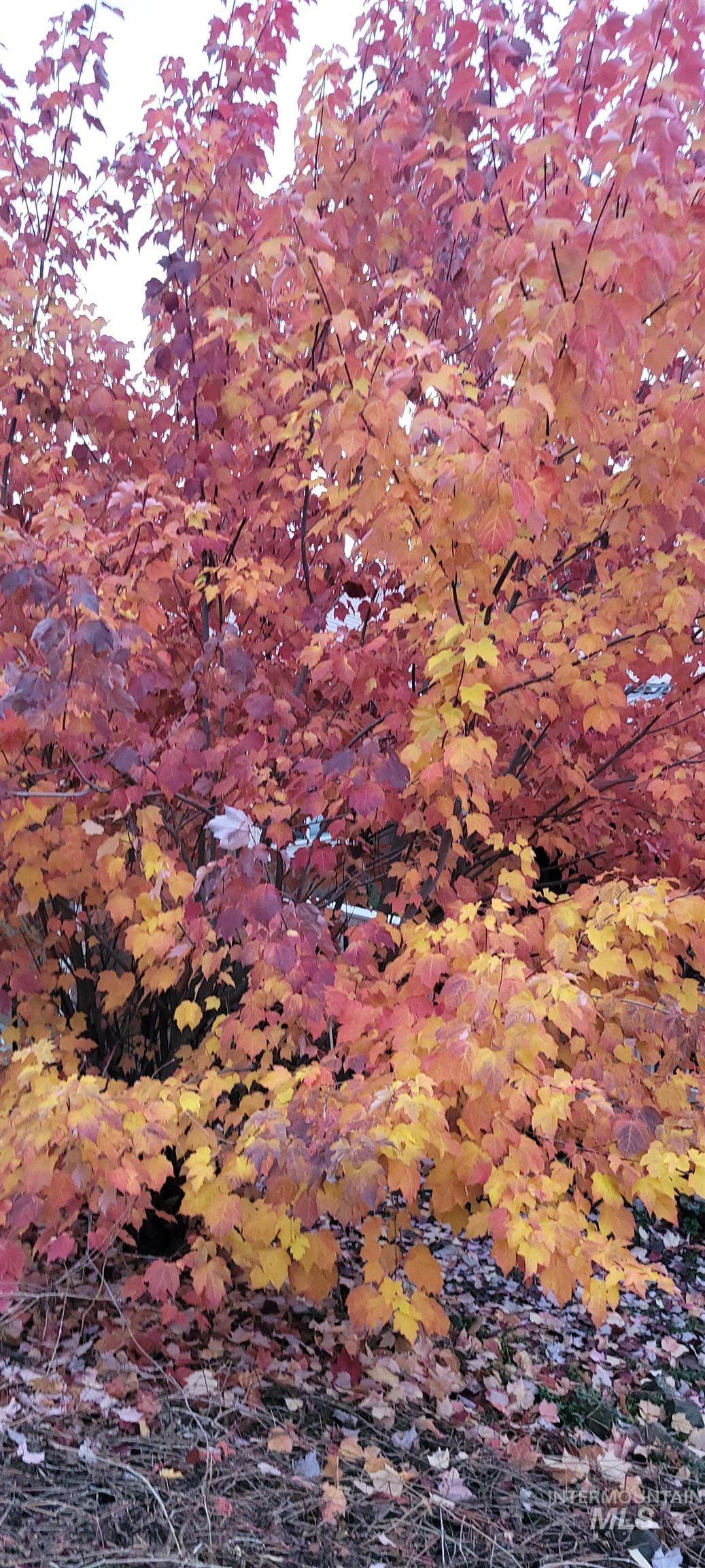 204 Larradon Dr, Kamiah, Idaho 83536, 4 Bedrooms, 2 Bathrooms, Residential For Sale, Price $420,000,MLS 98967618