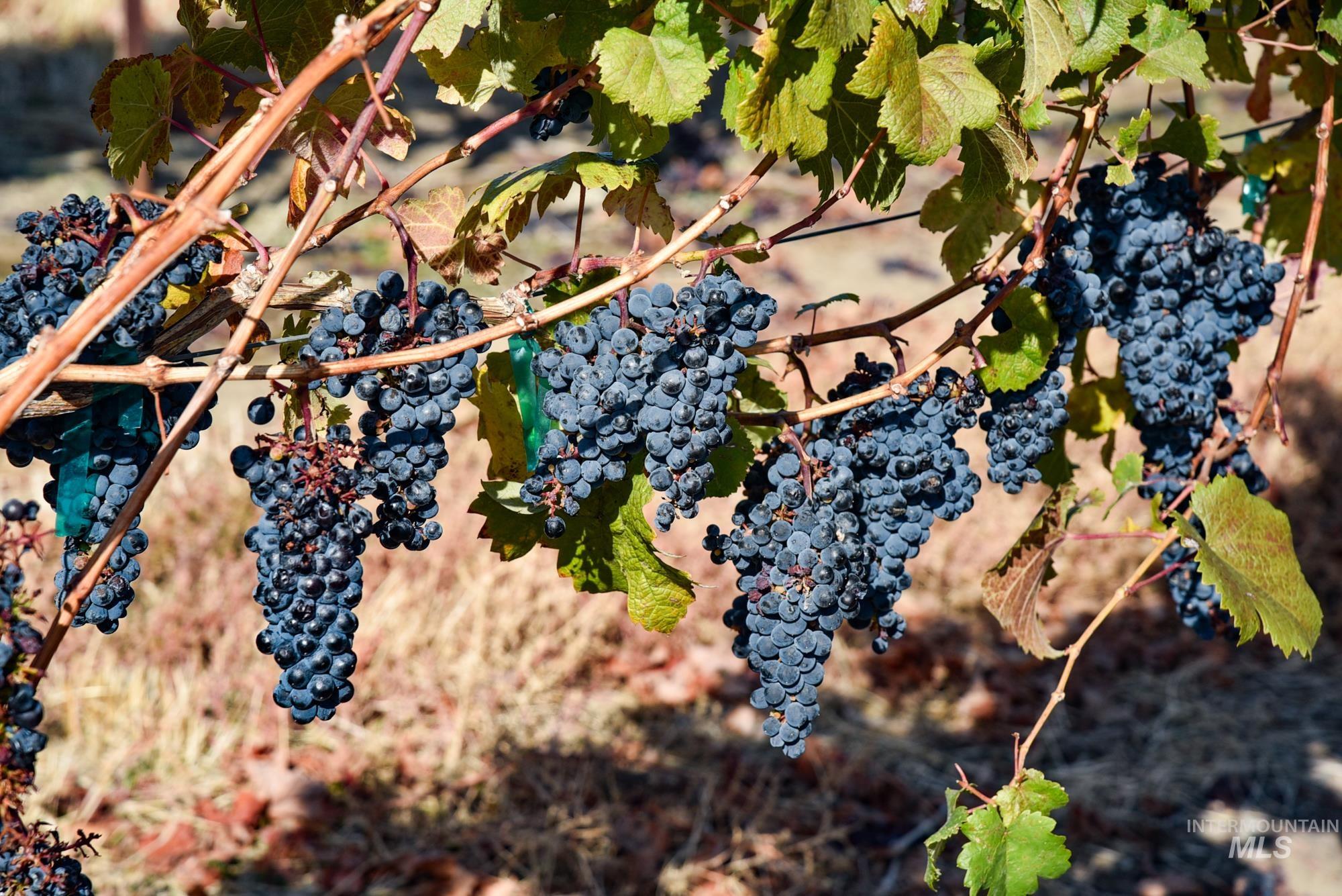 73809 Rattlesnake Road, Arlington, Idaho 97812, Farm & Ranch For Sale, Price $1,MLS 98967799