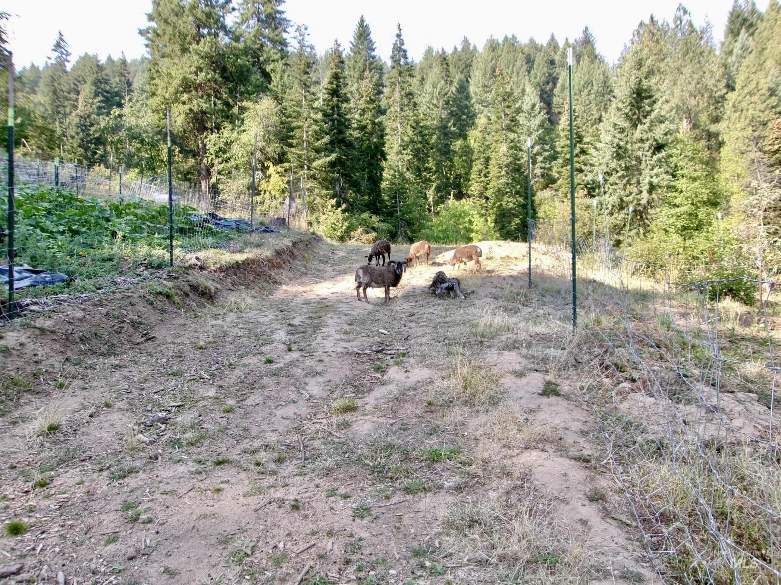 123 Conifer Lane, Harpster, Idaho 83552, 4 Bedrooms, 1 Bathroom, Residential For Sale, Price $365,000,MLS 98967913