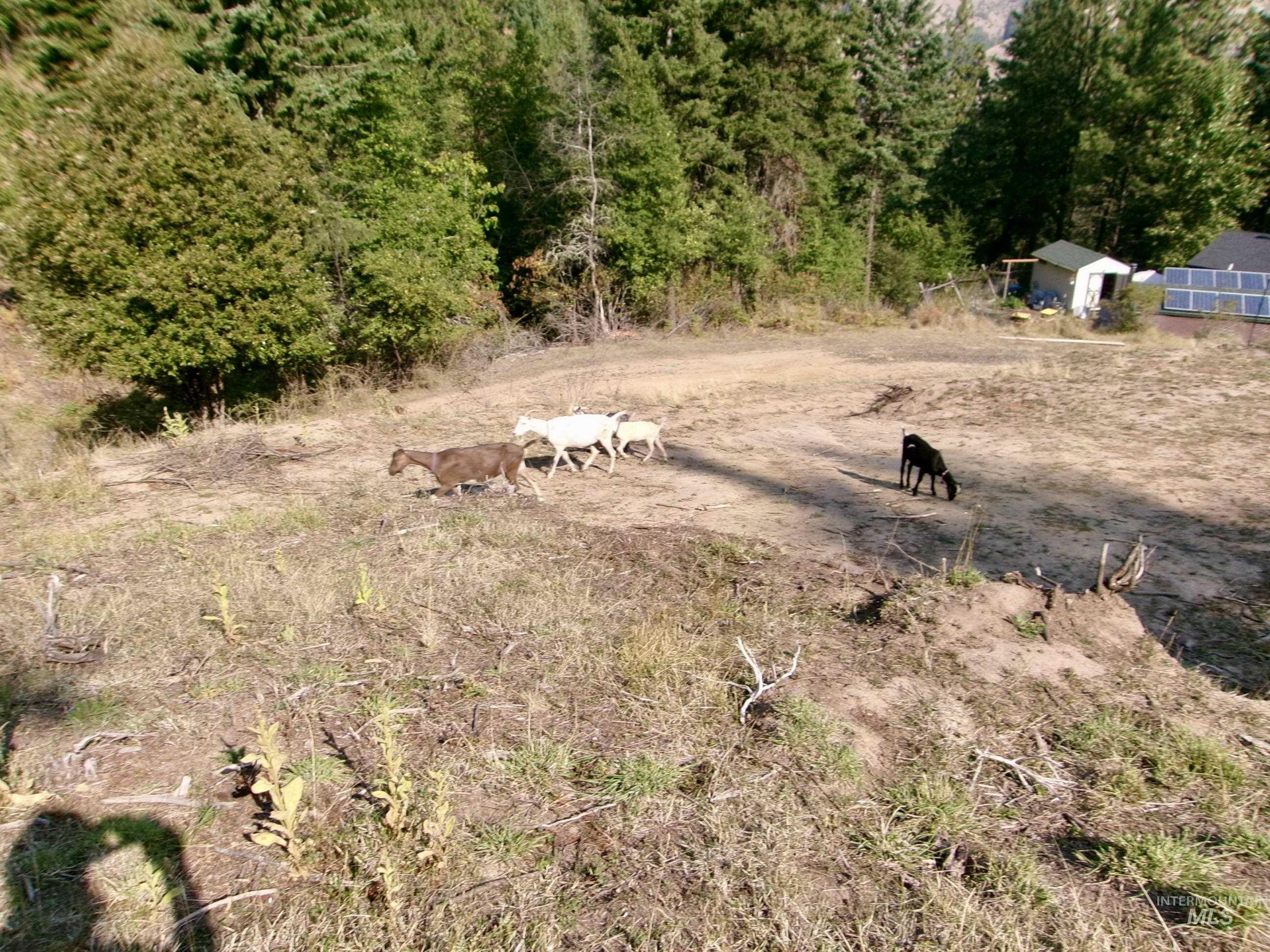 123 Conifer Lane, Harpster, Idaho 83552, 4 Bedrooms, 1 Bathroom, Residential For Sale, Price $365,000,MLS 98967913