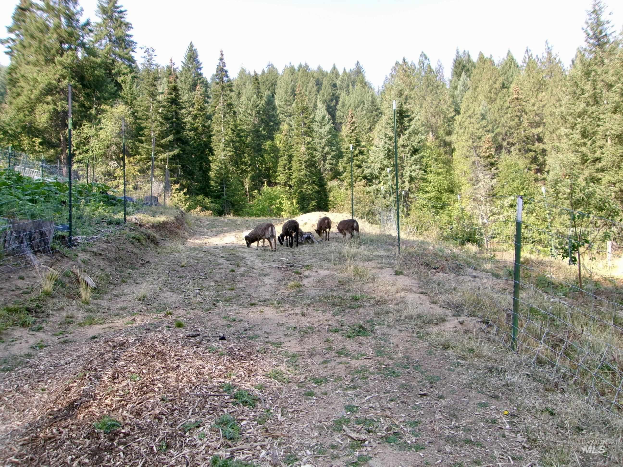 123 Conifer Lane, Harpster, Idaho 83552, 4 Bedrooms, 1 Bathroom, Residential For Sale, Price $365,000,MLS 98967913