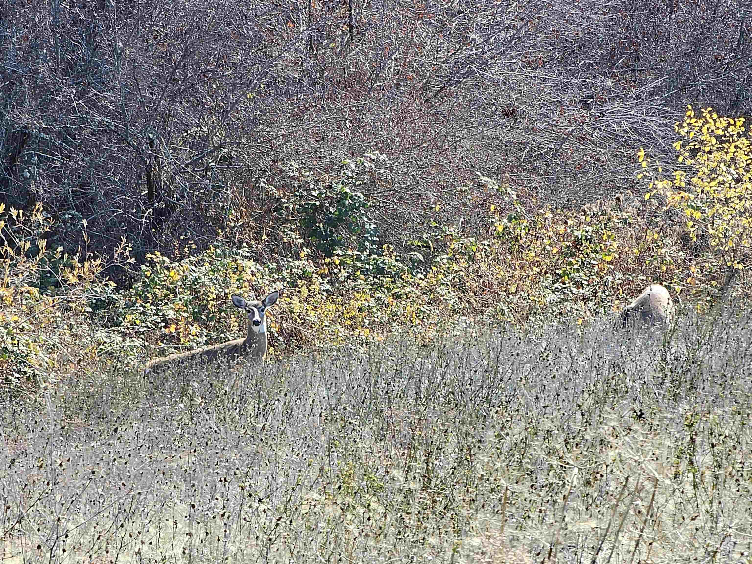 20044 Orchard Lane, Lenore, Idaho 83541, 2 Bedrooms, 2 Bathrooms, Residential For Sale, Price $775,000,MLS 98968090