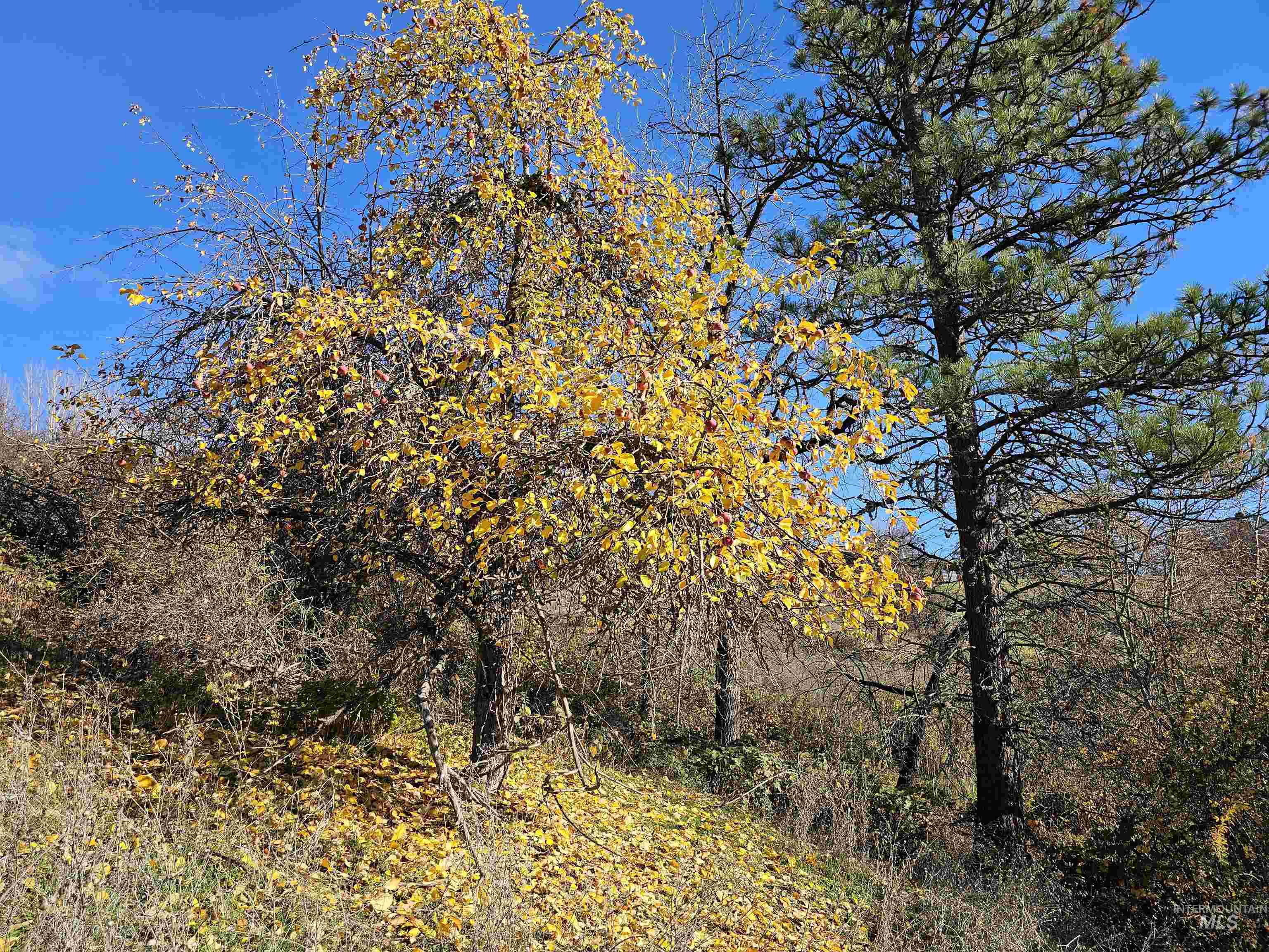 20044 Orchard Lane, Lenore, Idaho 83541, 2 Bedrooms, 2 Bathrooms, Residential For Sale, Price $775,000,MLS 98968090