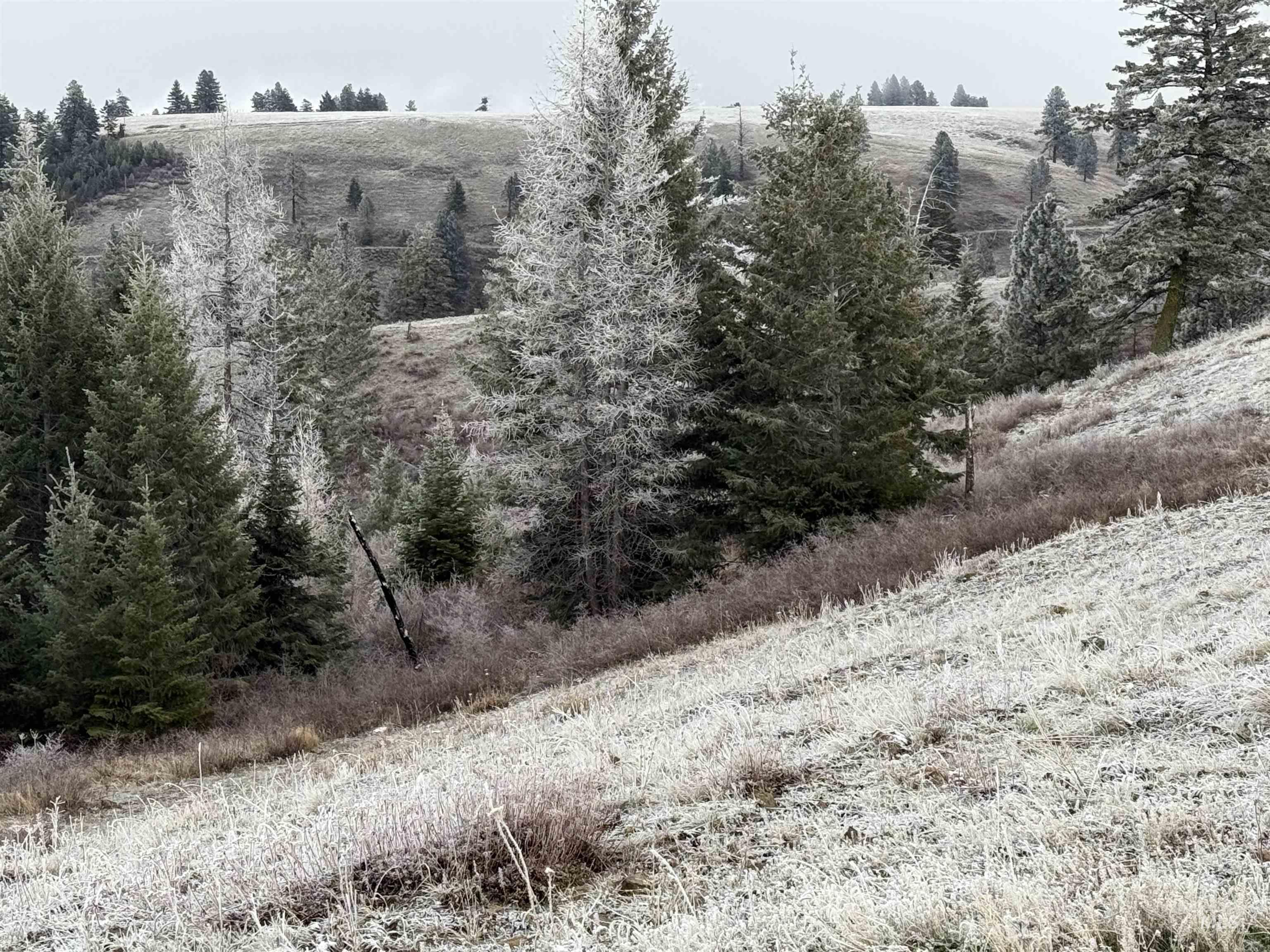 TBD Billy Creek Rd., CottonWood, Idaho 83522, Land For Sale, Price $1,280,000,MLS 98968827