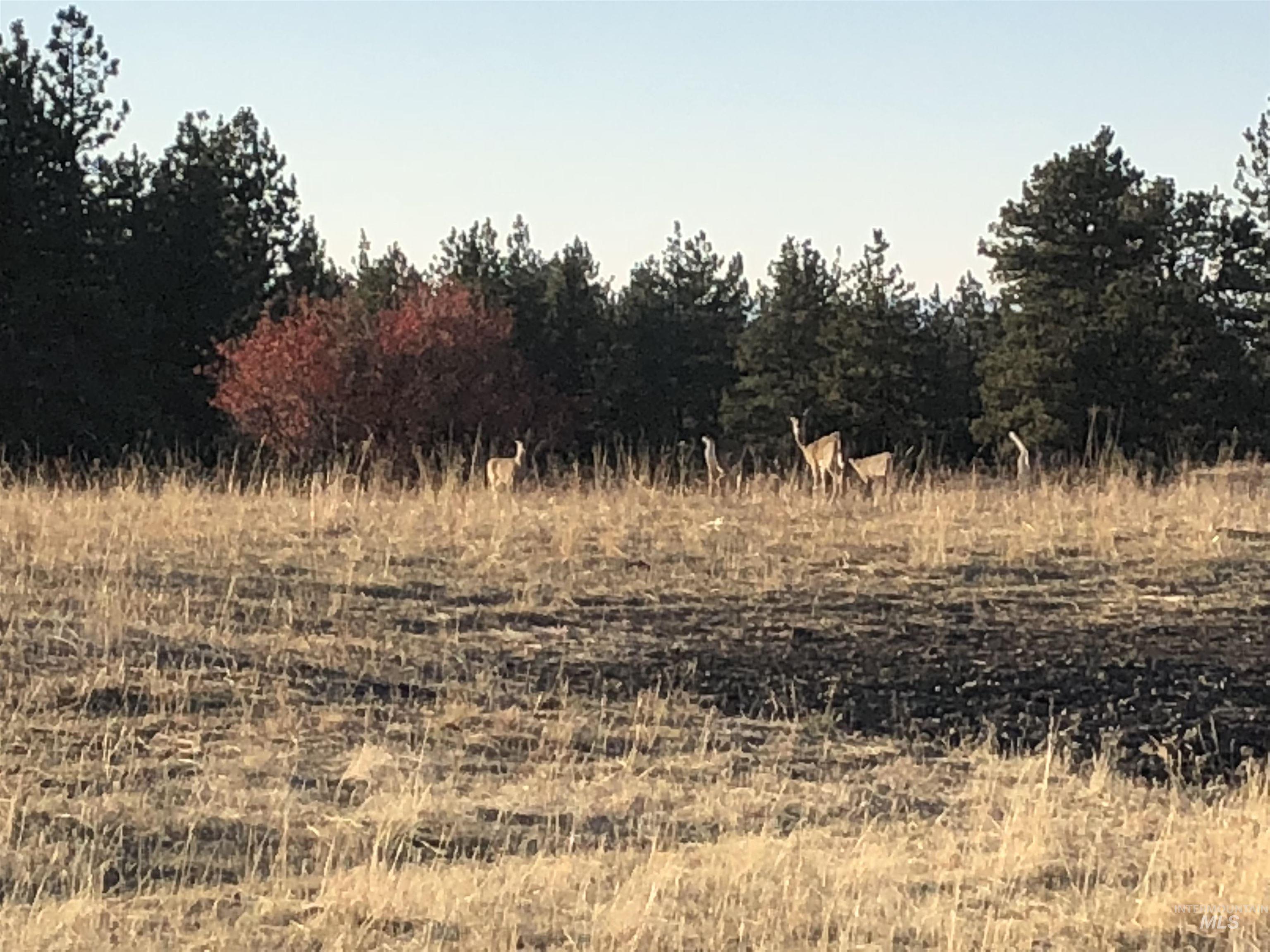 TBD Billy Creek Rd., CottonWood, Idaho 83522, Land For Sale, Price $1,280,000,MLS 98968827