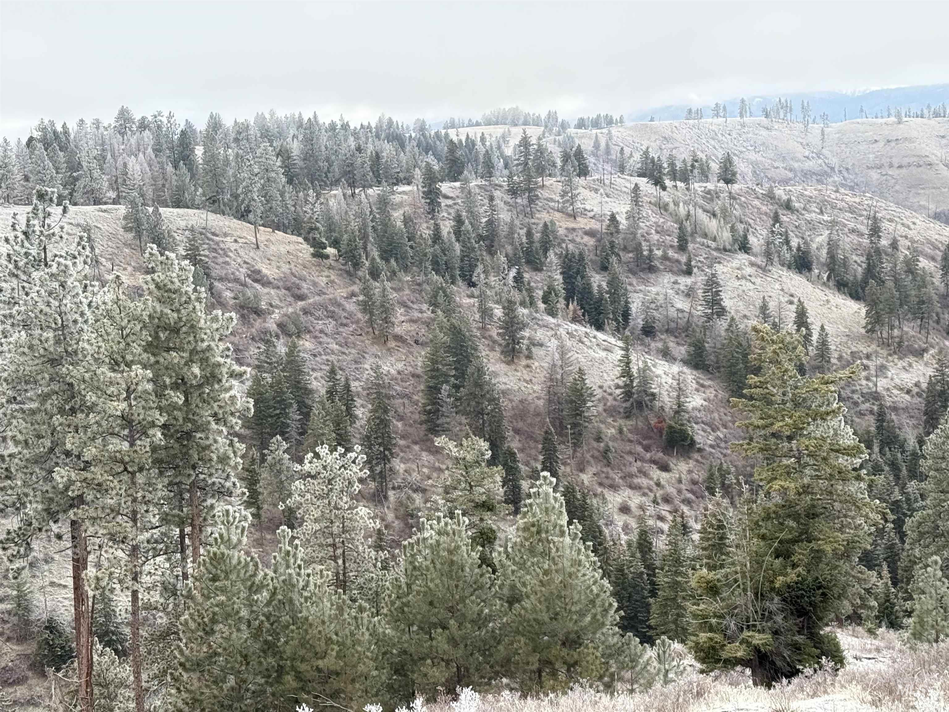 TBD Billy Creek Rd., CottonWood, Idaho 83522, Land For Sale, Price $1,280,000,MLS 98968827