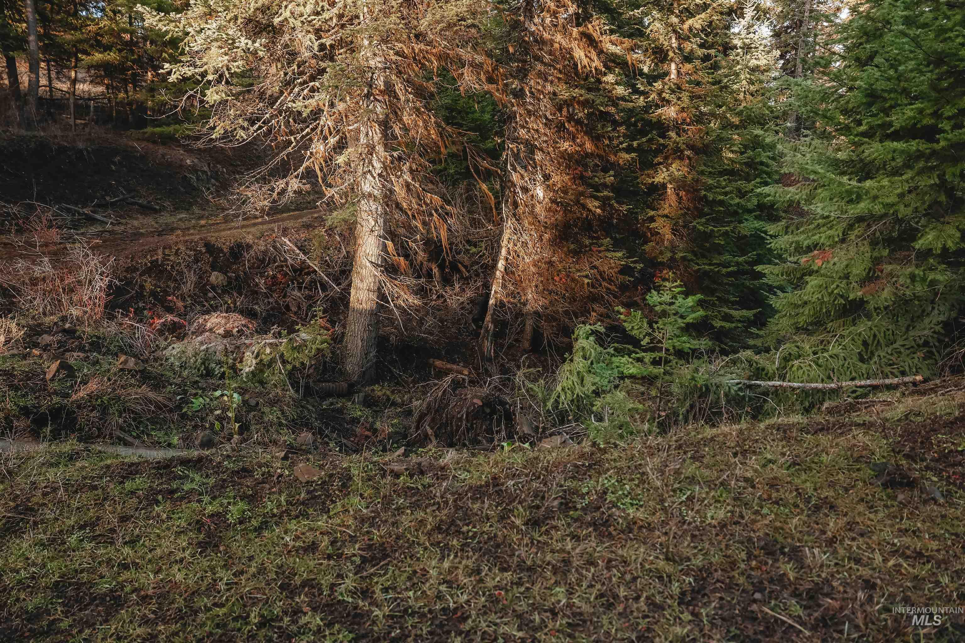 TBD Boles Road, CottonWood, Idaho 83522, Land For Sale, Price $1,500,000,MLS 98969065