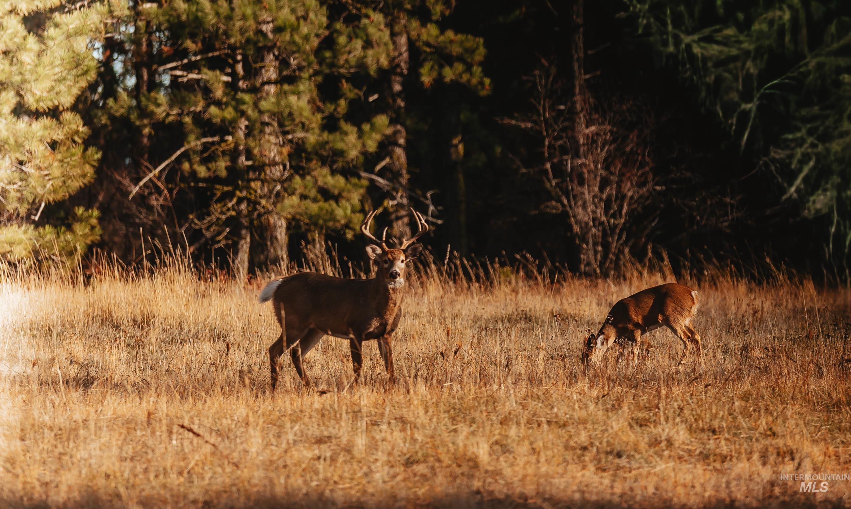 TBD Boles Road, CottonWood, Idaho 83522, Land For Sale, Price $1,500,000, 98969065