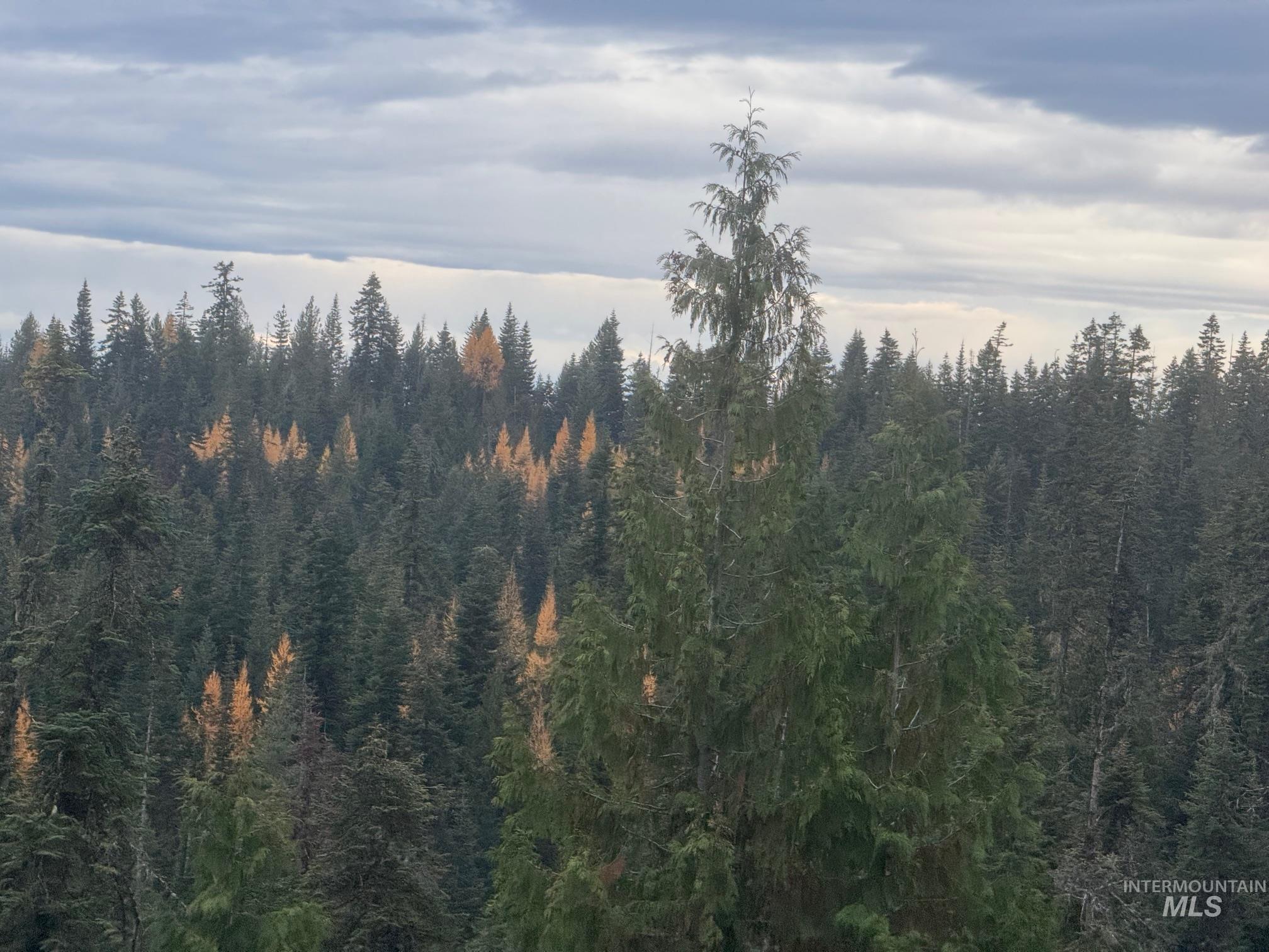 TBD Highway 11, Weippe, Idaho 83553, Land For Sale, Price $625,000, 98969140