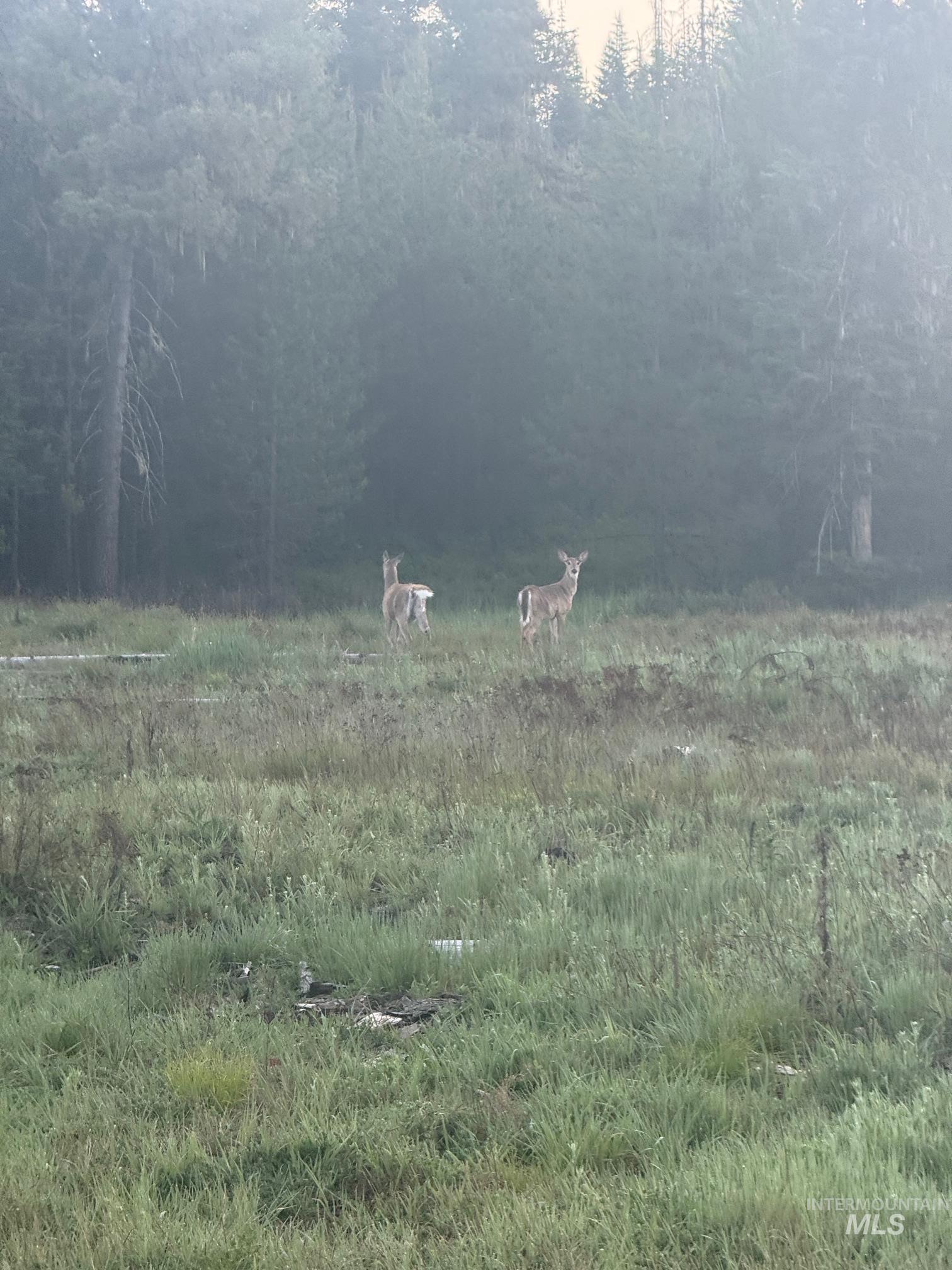 TBD Highway 11, Weippe, Idaho 83553, Land For Sale, Price $649,000,MLS 98969140