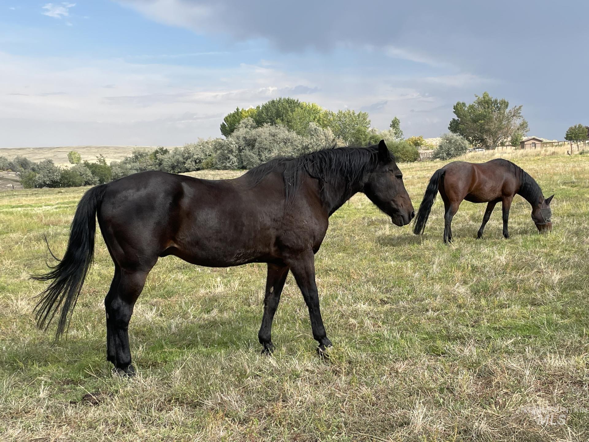 11752 Old Saw Mill Ln, Middleton, Idaho 83644, Land For Sale, Price $1,270,000,MLS 98969214