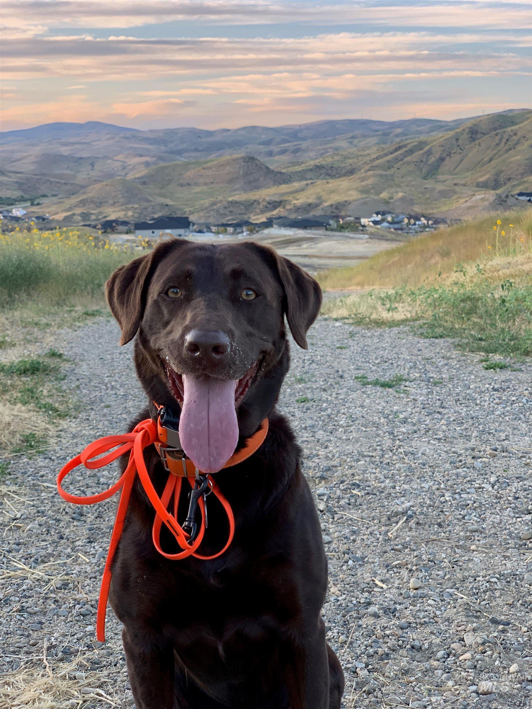 6103 E Knox Court, Eagle, Idaho 83714, 4 Bedrooms, 3.5 Bathrooms, Residential For Sale, Price $1,590,100,MLS 98969254