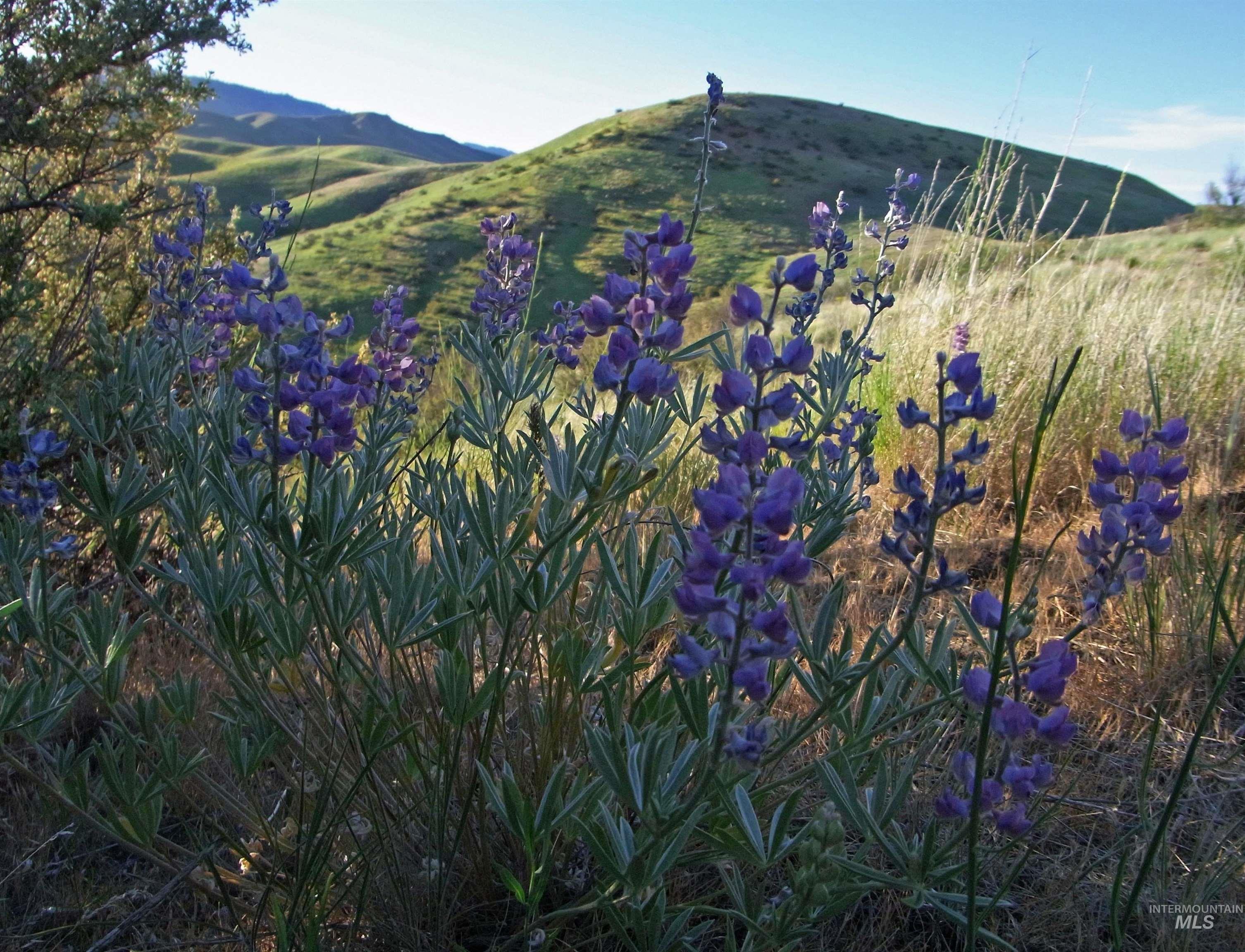 6725 S Kirsten Way, Eagle, Idaho 83629, 3 Bedrooms, 2 Bathrooms, Residential For Sale, Price $724,500,MLS 98969255