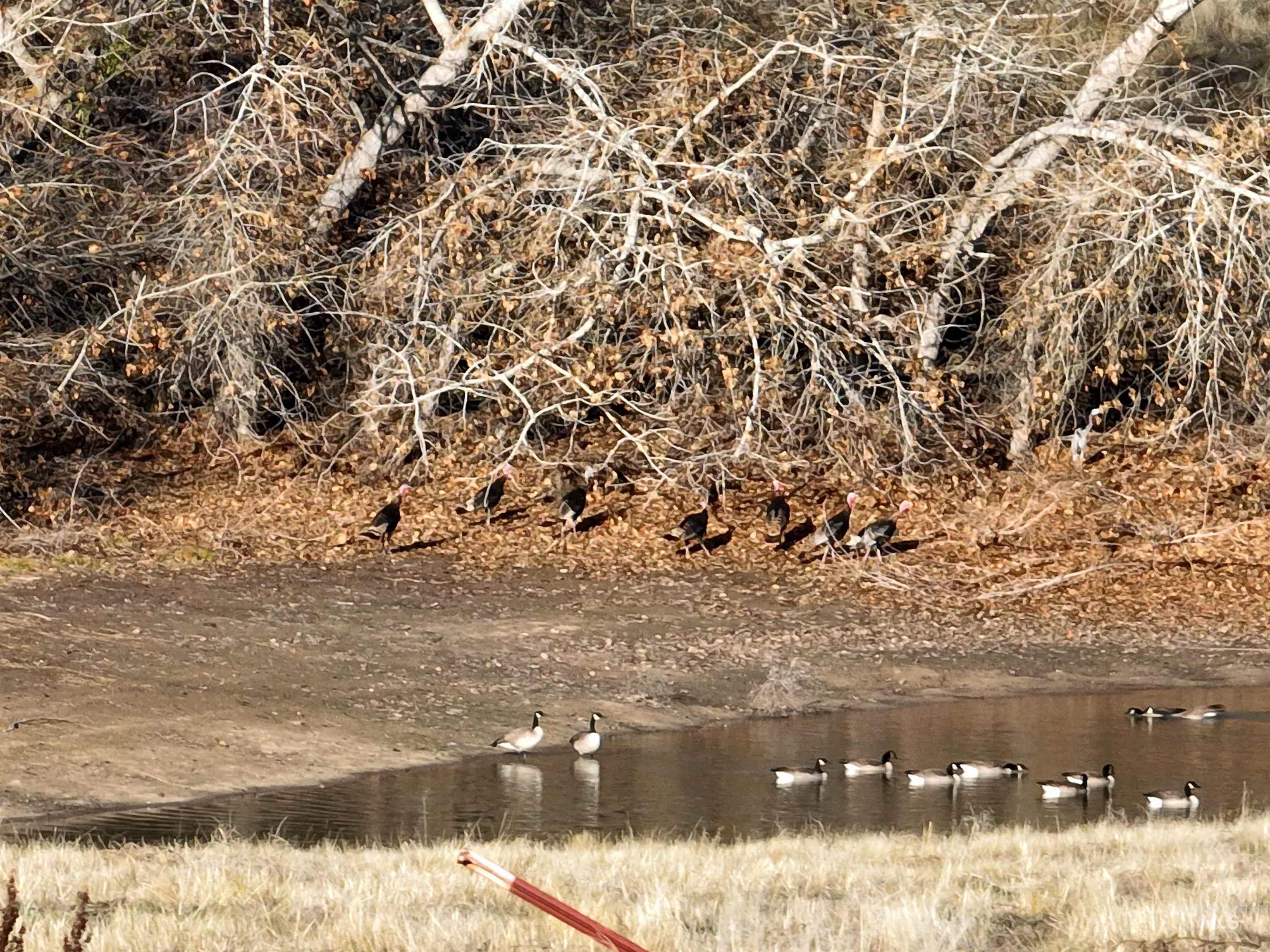 3615 Cassia, New Plymouth, Idaho 83655, 3 Bedrooms, 2 Bathrooms, Farm & Ranch For Sale, Price $3,350,000,MLS 98969483