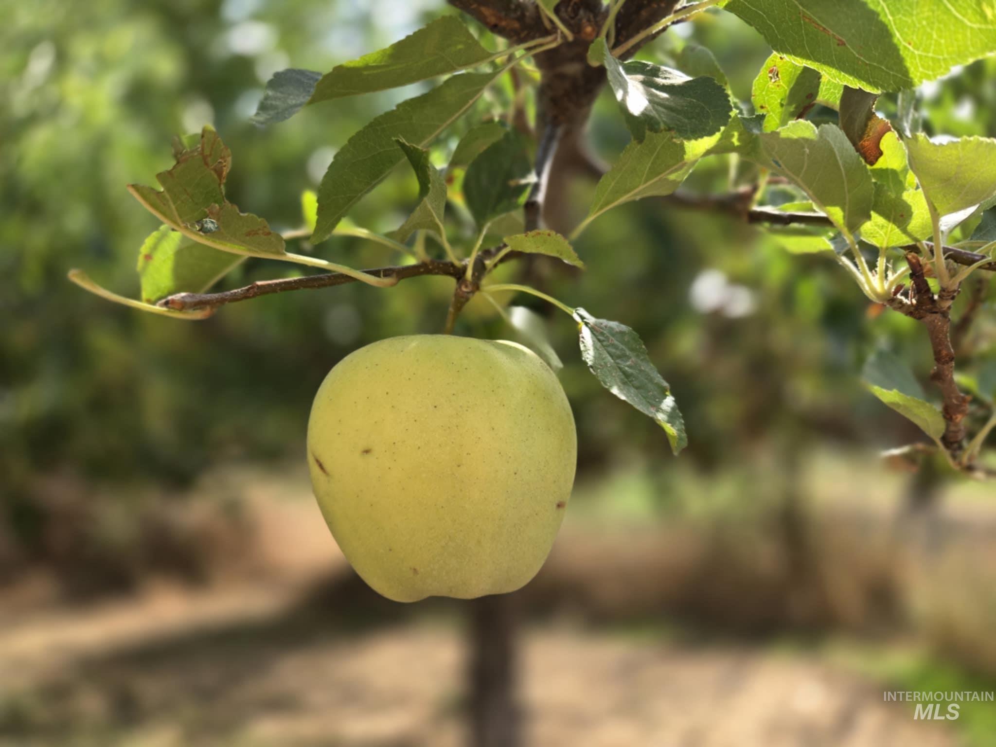 319 Pataha St, Pomeroy, Washington 99347, 3 Bedrooms, 2 Bathrooms, Residential For Sale, Price $265,000, 98969494