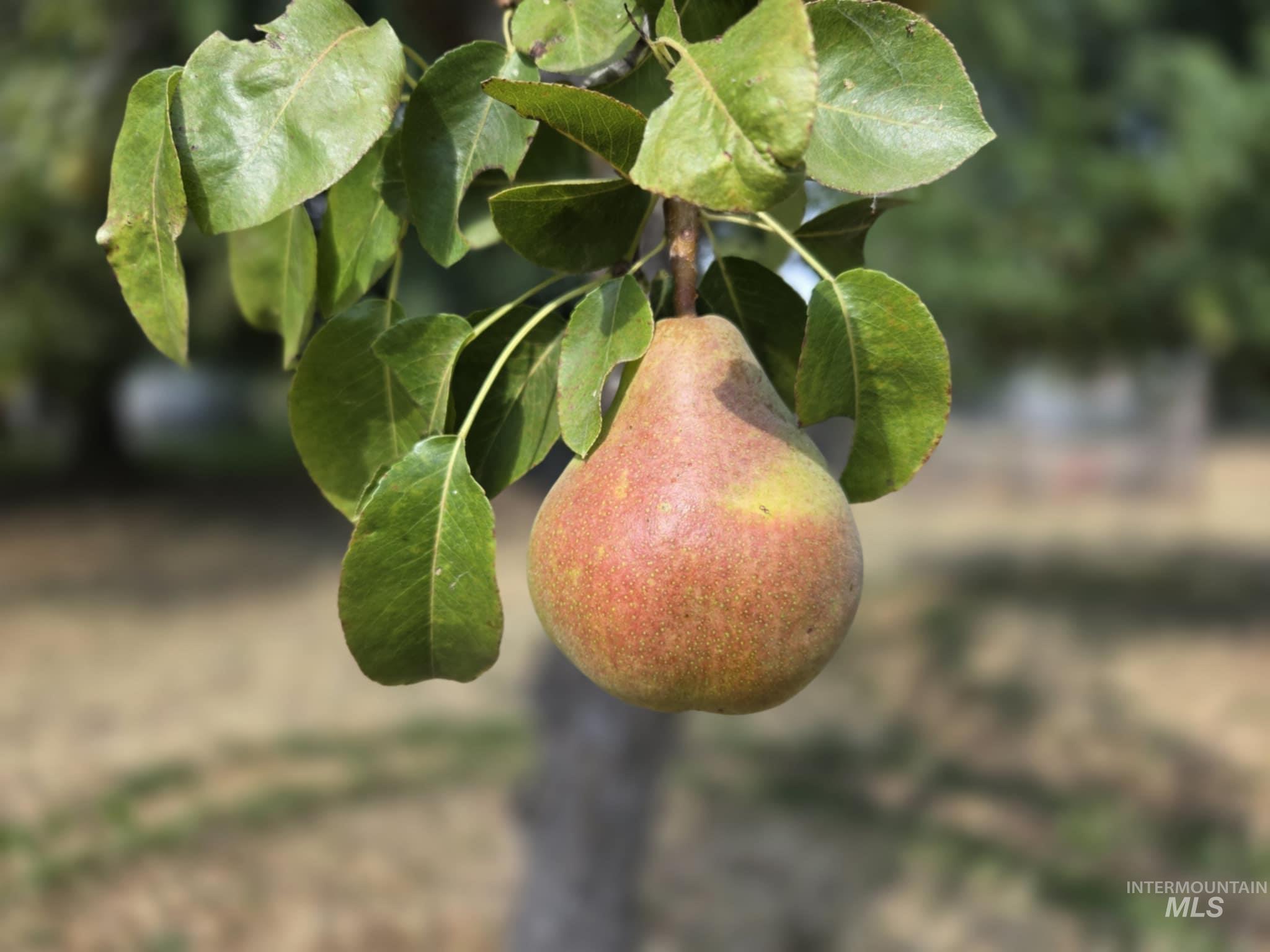 319 Pataha St, Pomeroy, Washington 99347, 3 Bedrooms, 2 Bathrooms, Residential For Sale, Price $265,000, 98969494