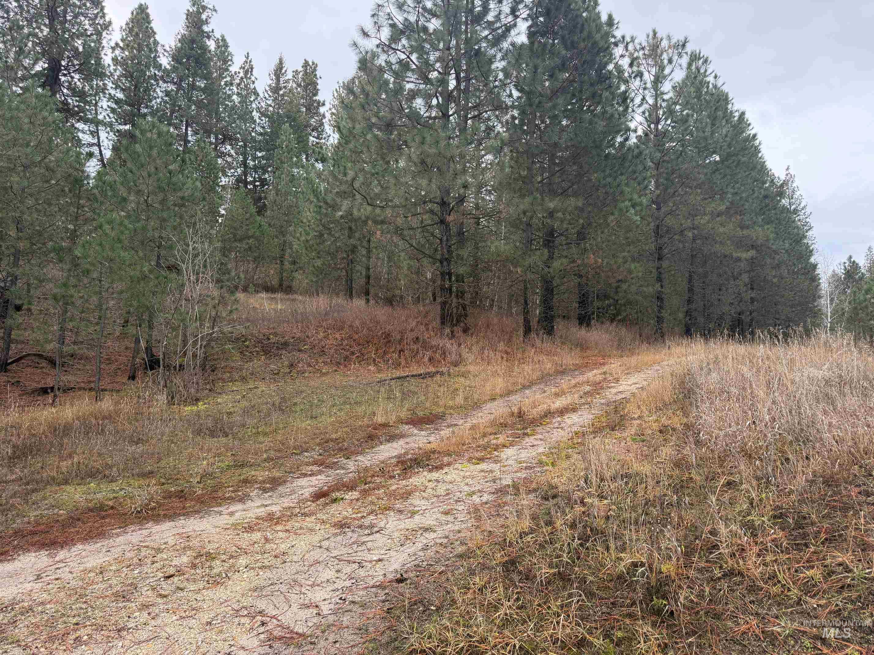 View of dirt / gravel road featuring a view of trees