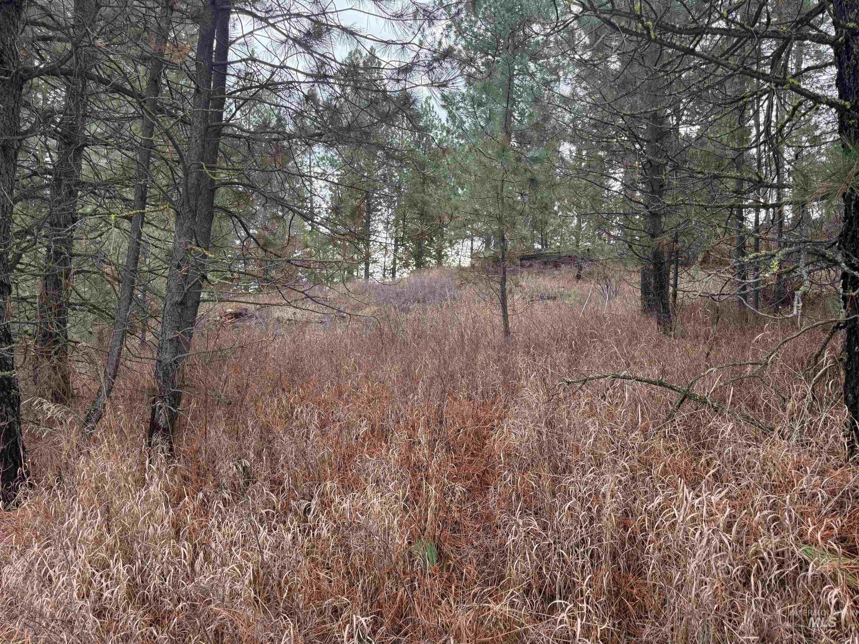 View of undeveloped land