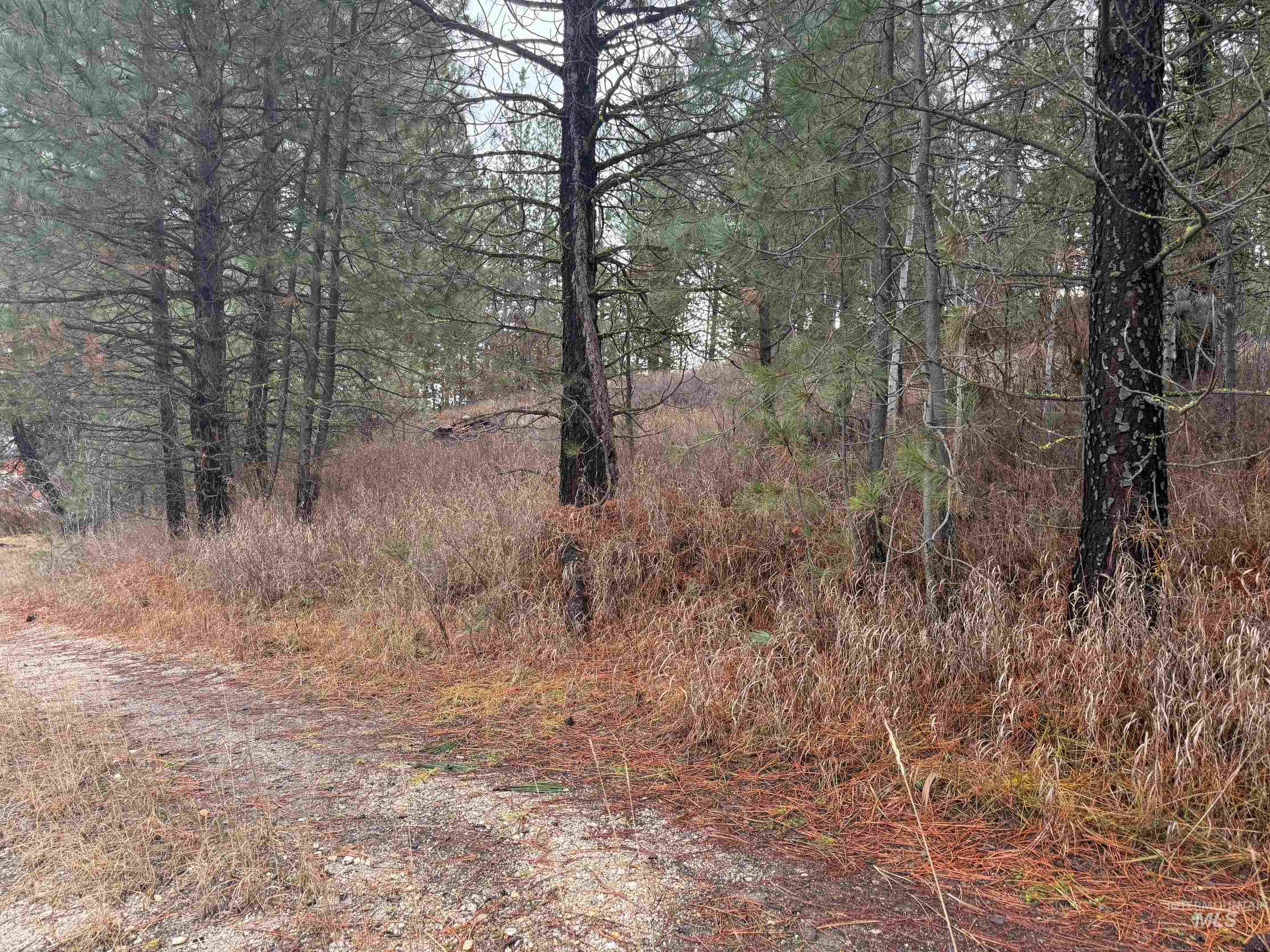 View of tree filled area