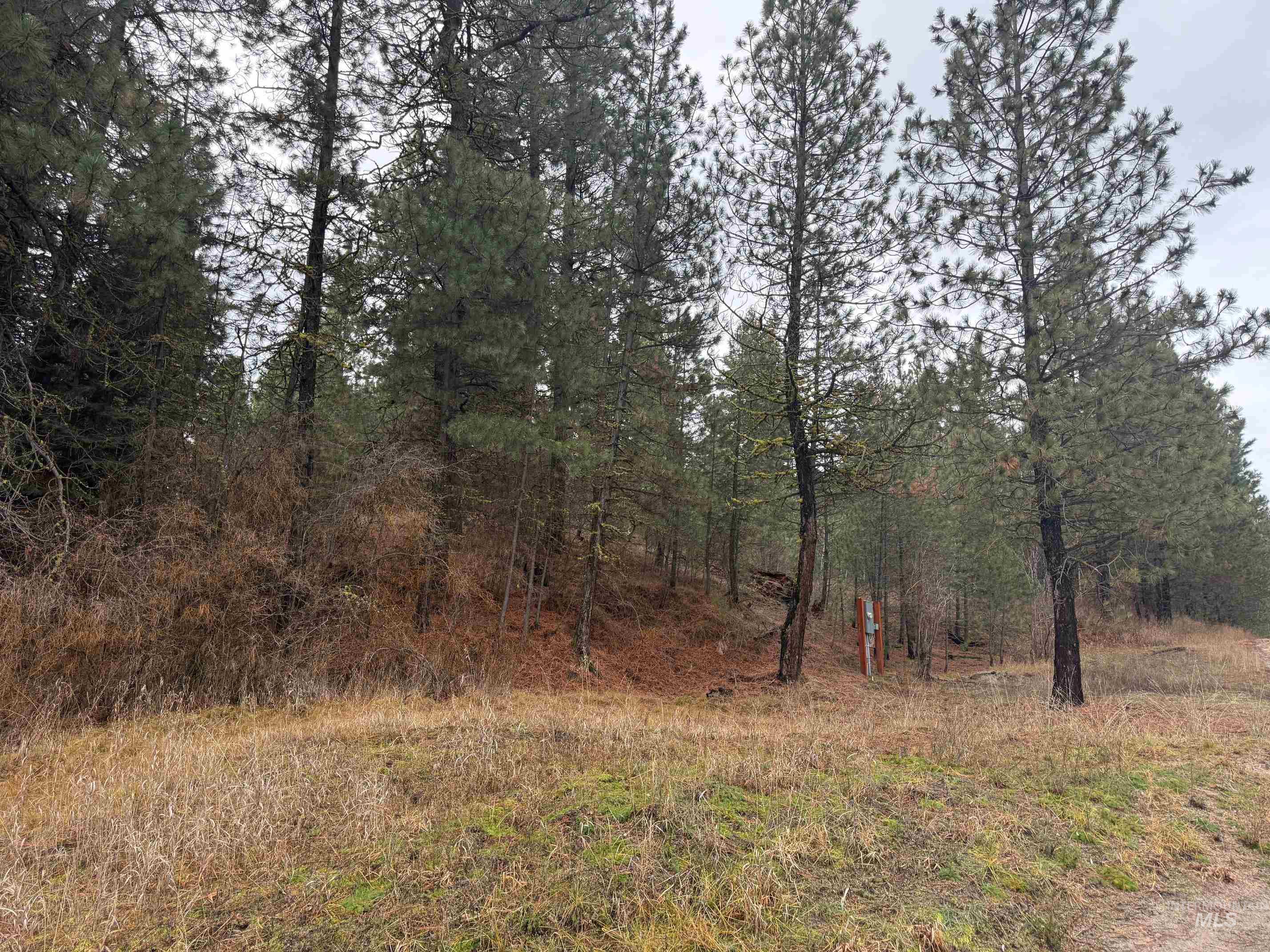 View of tree filled area